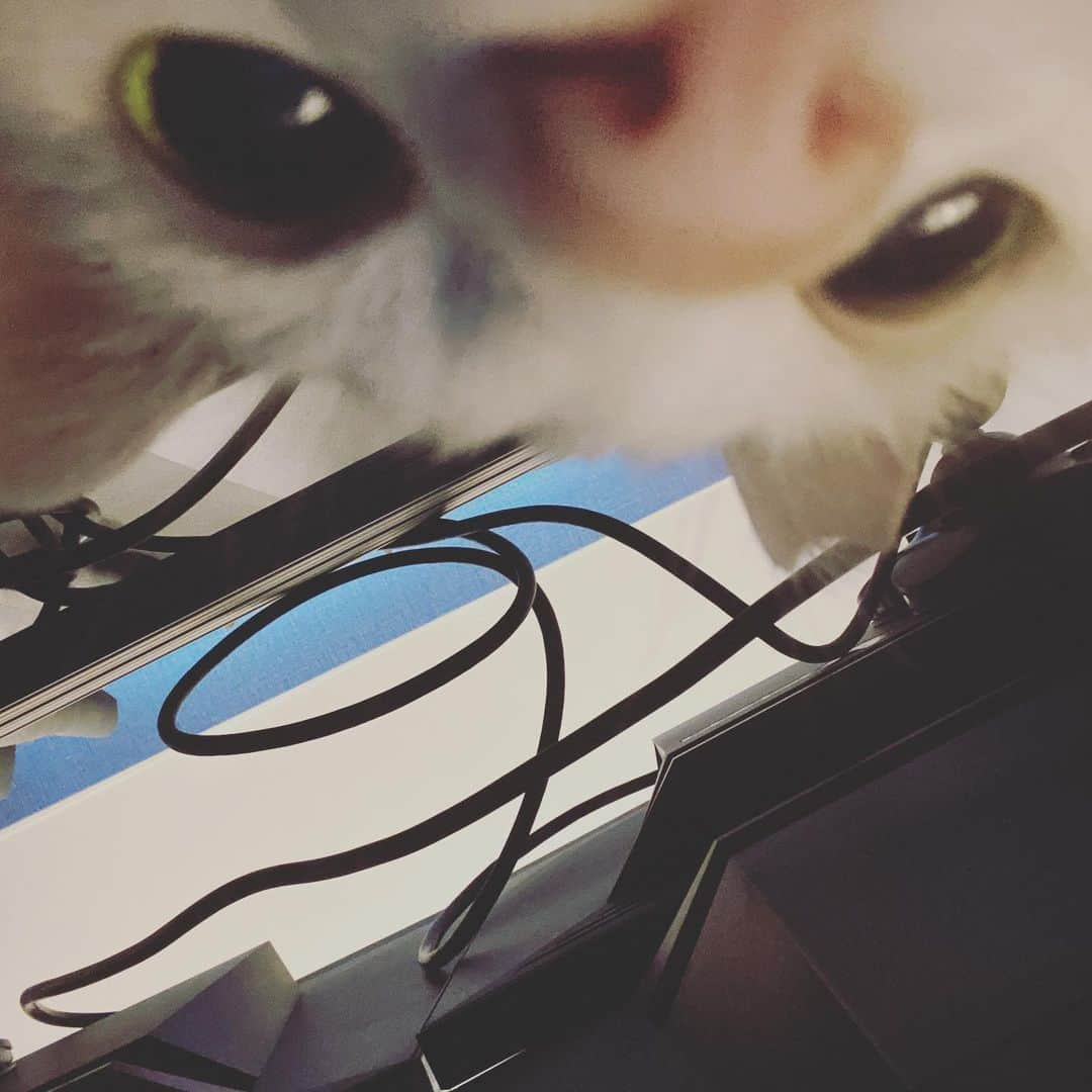 Siznaさんのインスタグラム写真 - (SiznaInstagram)「#dura #cat #づら #猫 #sizna #雑種 #元地域猫 #ヅラ #ヅラ猫 #ヅラ猫部 #にゃんスタグラム #猫変態を増やそうの会 #モニター裏の世界」7月30日 23時23分 - dura0227