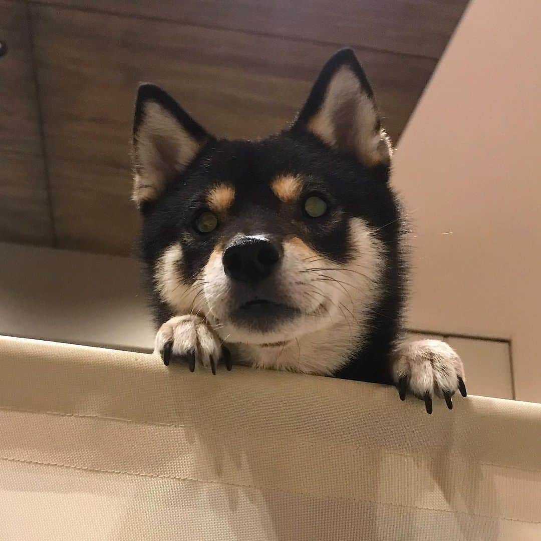まめ丸のインスタグラム：「* * ちび丸くんが泣いてるとき ここで見まもるおにいちゃんなぼく🐶💓 * My brother is crying👶🐶 * #ちび丸くん見守り隊 #オムツかえるときもくるよ #オムツだいすきマン * #柴犬#豆柴#柴#黒柴#犬#いぬのきもち#shiba#shibainu#shibastagram#shibadog#puppy#instadog#dogstagram#dog#instashiba#petstagram#pet#cutepetclub#강아지#멍스타그램#doglover#ilovemydog#weeklyfluff」