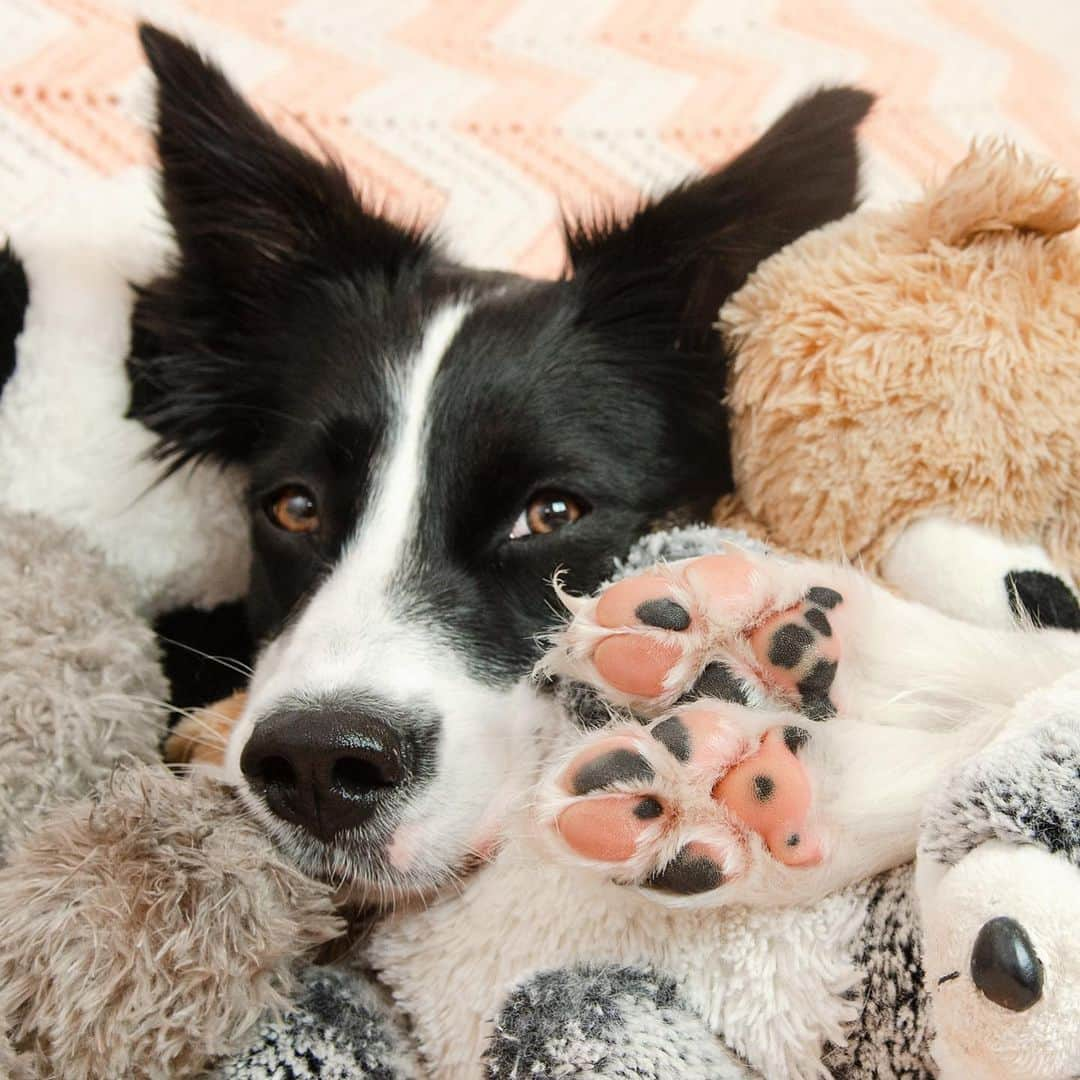 Jazzy Cooper Fostersさんのインスタグラム写真 - (Jazzy Cooper FostersInstagram)「Phoebe has a teddy bear and a panda bear on her paws. 🐾🐼🐻 Do you see them? #Phoefeet #boopmybeans」7月30日 23時32分 - bordernerd