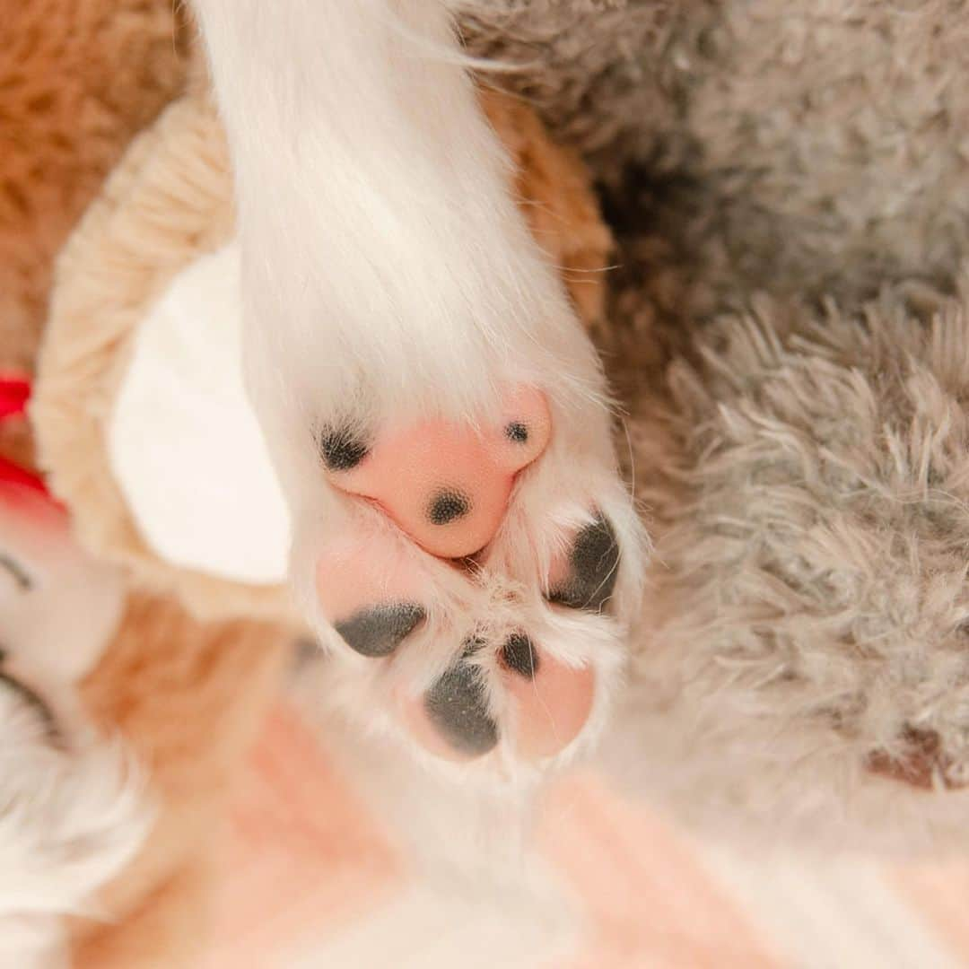 Jazzy Cooper Fostersさんのインスタグラム写真 - (Jazzy Cooper FostersInstagram)「Phoebe has a teddy bear and a panda bear on her paws. 🐾🐼🐻 Do you see them? #Phoefeet #boopmybeans」7月30日 23時32分 - bordernerd