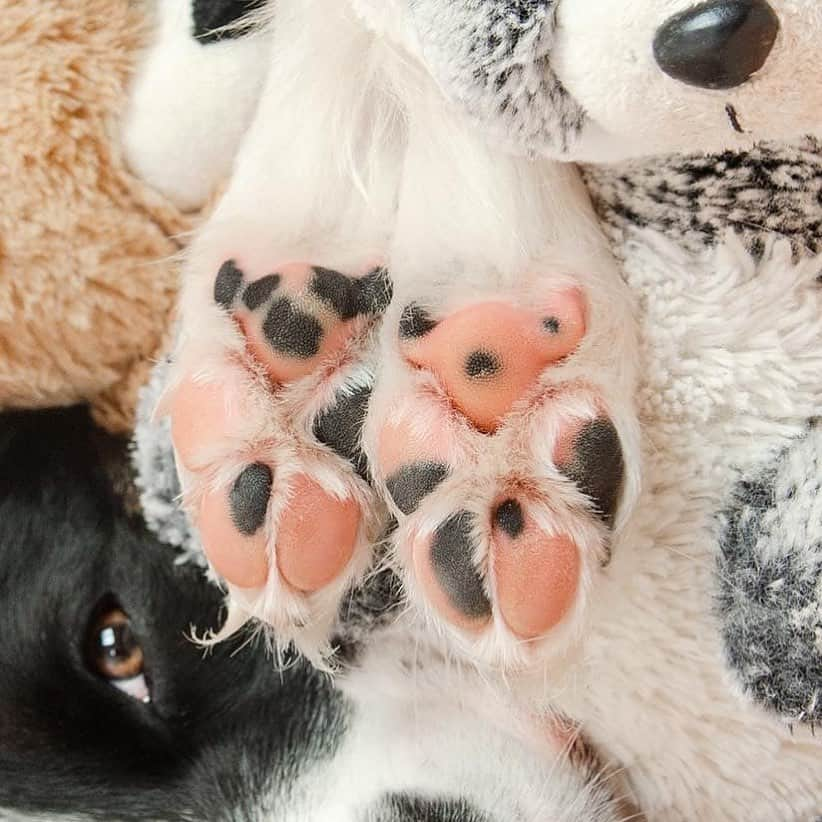 Jazzy Cooper Fostersさんのインスタグラム写真 - (Jazzy Cooper FostersInstagram)「Phoebe has a teddy bear and a panda bear on her paws. 🐾🐼🐻 Do you see them? #Phoefeet #boopmybeans」7月30日 23時32分 - bordernerd