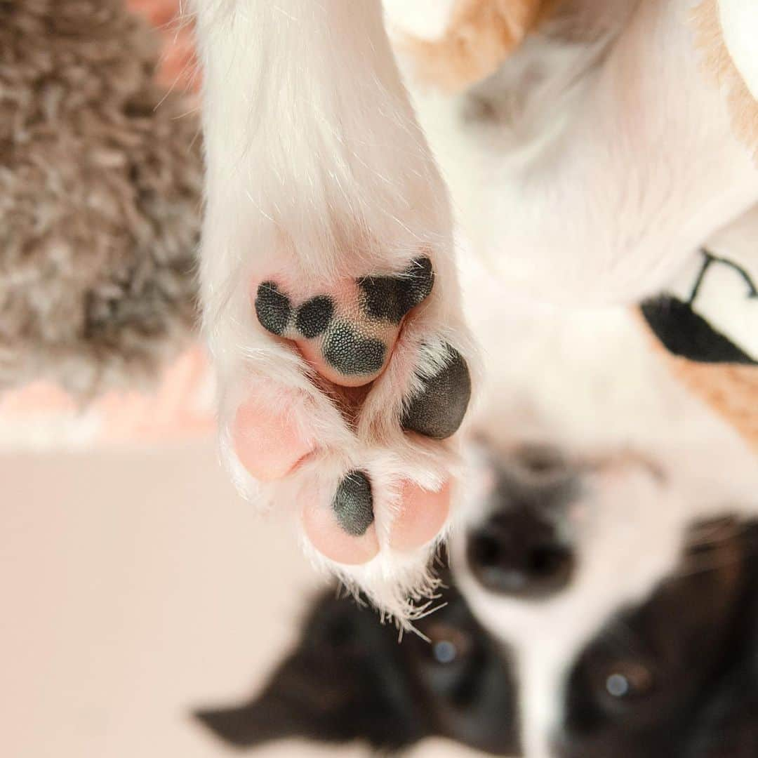 Jazzy Cooper Fostersさんのインスタグラム写真 - (Jazzy Cooper FostersInstagram)「Phoebe has a teddy bear and a panda bear on her paws. 🐾🐼🐻 Do you see them? #Phoefeet #boopmybeans」7月30日 23時32分 - bordernerd