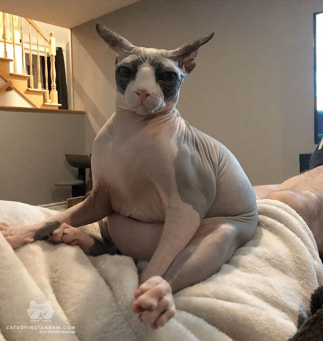 Cats of Instagramさんのインスタグラム写真 - (Cats of InstagramInstagram)「From @sphynx_clown: “Feeling a little bloated , I’m one fart away from my sexy figure 🦧💨 “ #catsofinstagram」7月30日 23時50分 - cats_of_instagram