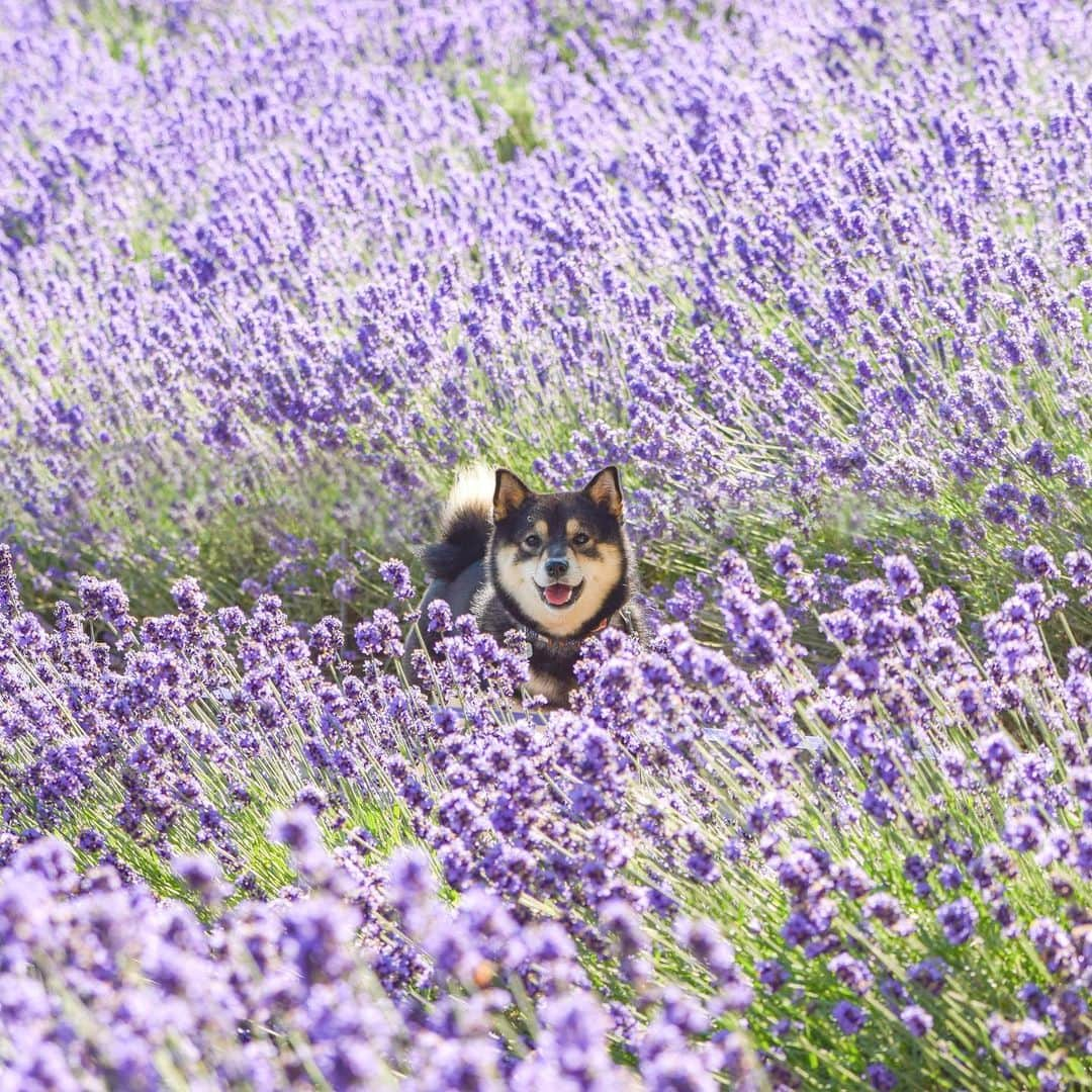 吾子さんのインスタグラム写真 - (吾子Instagram)「・ ・ ・ lavender🐶💕　富良野行きたいな❤️ ・ ・ ・ ・ ・ ・ ・ #ファーム富田 #今年のじゃないけど #sapporo ・ ・ 北海道の柴犬 #柴北会 の皆ワン🐶💕早くみんなで安心してお散歩ができますように🐶👍🏻💕 ・ #adorable #instadog#shibainu#dog#instagramjapan#instashiba#kuroshiba #kuroshiba#socute #cutedog#いぬのきもち #黒柴 #dogstagram」7月30日 23時55分 - acoshiba