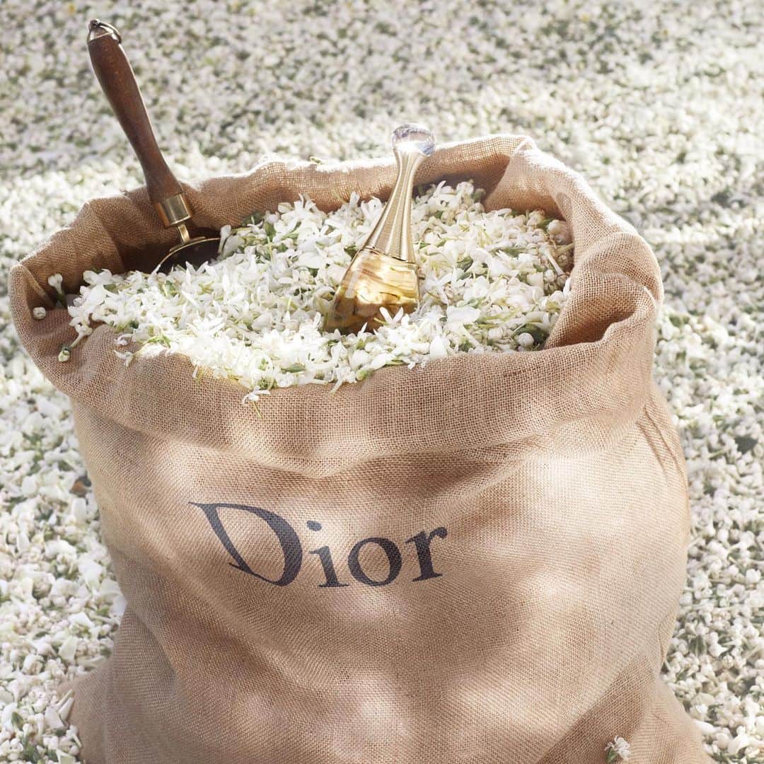 クリスチャンディオールさんのインスタグラム写真 - (クリスチャンディオールInstagram)「J’ADORE - GRASSE JASMINE Genuine white gold of Grasse, cultivated and harvested by Dior fragrant flower producers, this exceptional flower reveals the plural richness of J’adore. • #DiorJadore #DiorParfums #Grasse @diorparfums」7月31日 0時11分 - dior