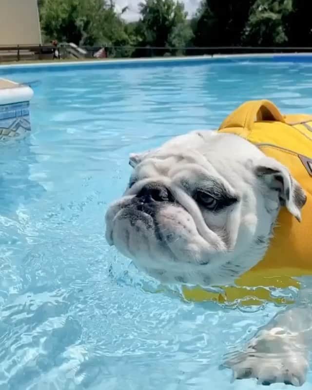 DogsOf Instagramのインスタグラム：「“Speedy swimming potato 🏊‍♂️ 🏊‍♂️ 🏊‍♂️” writes @my_little_gnocchi   #dogsofinstagram」