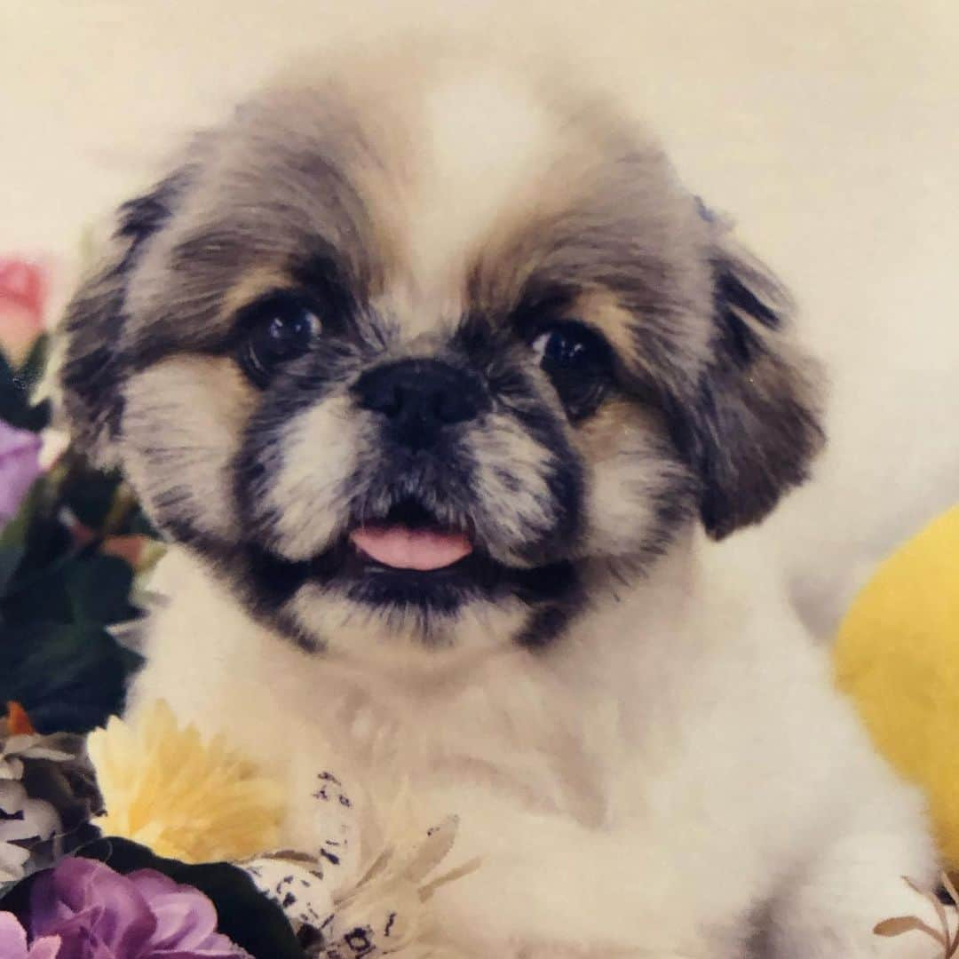 森理世さんのインスタグラム写真 - (森理世Instagram)「Happy 1st birthday Sunny 🎂❤️🎂❤️🎂❤️💕💕💕  #pekingese #ペキニーズ #pekingeselove」7月31日 0時59分 - riyomori_