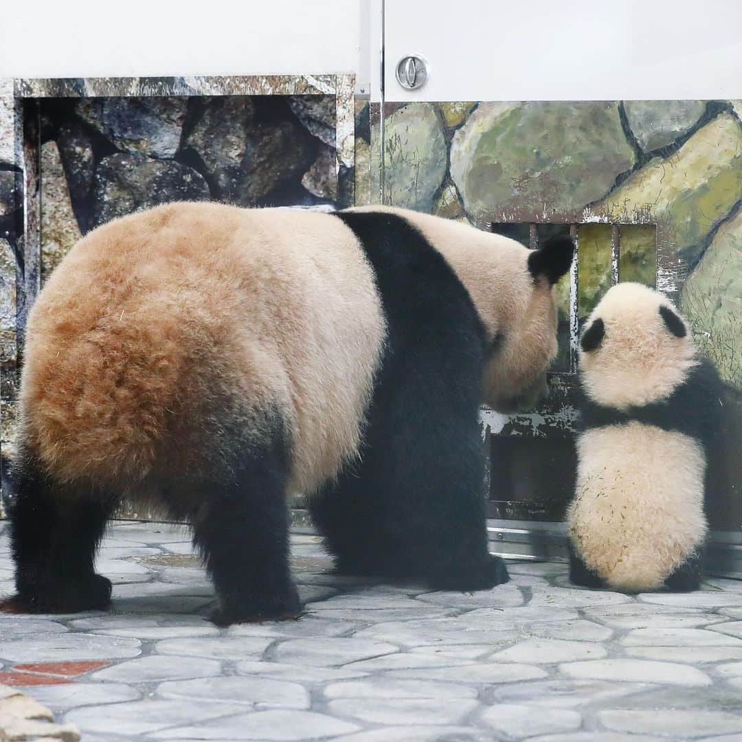 パンダ（白浜）さんのインスタグラム写真 - (パンダ（白浜）Instagram)「open the door, please:) #彩浜 and #Mom call to staff #photography #adventureworld  🐼😊🐼  #ADVENTUREWORLDPANDAS #baby #HELLOLITTLE #pandamental #hellopanda #ハローリトル #ハローパンダ #パンダグラビア #パンダ　and #panda #pandababy 🐼🐼🐼」7月31日 1時00分 - hellopanda_book