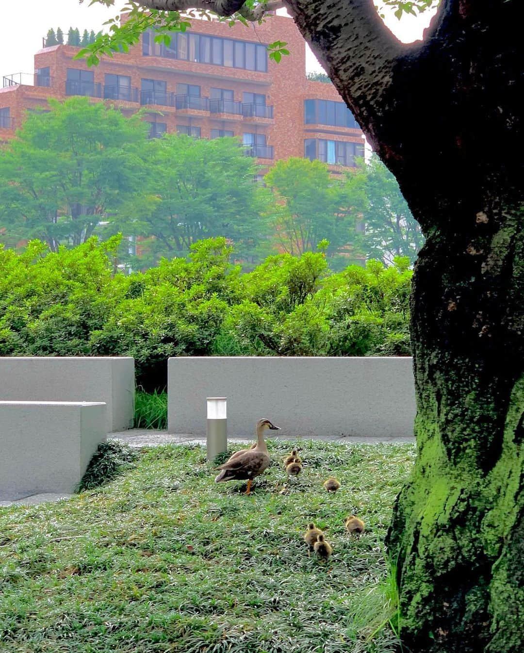 吉村優さんのインスタグラム写真 - (吉村優Instagram)「🦆 * 先週のAbema出勤時に出会った カルガモ親子のお散歩😍 ここ六本木なんだけど、、 これからどこ行くのか心配になりましたが笑 朝から可愛い姿が見られて 癒された〜😘 * また会えると良いなぁ♡ * 最後は三色アベマ君と✨ 明日もニュース勤務☆ おやすみなさい〜😴 * #カルガモ親子 #カルガモ #お散歩 #abematv #アナウンサー #スタジオ」7月31日 1時12分 - yuyoshimura87