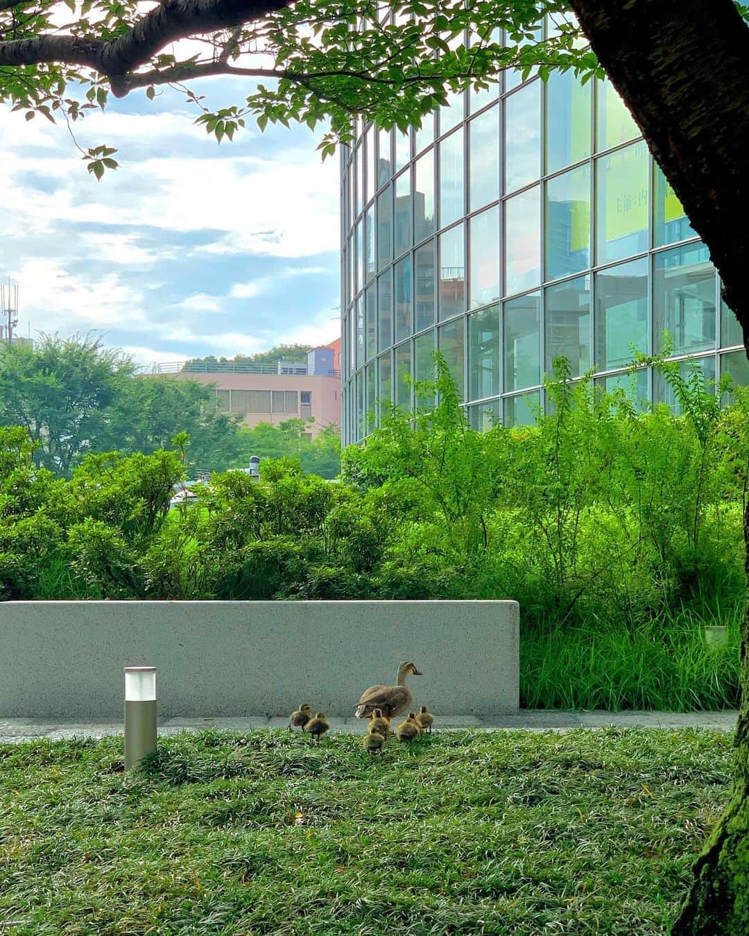 のインスタグラム：「🦆 * 先週のAbema出勤時に出会った カルガモ親子のお散歩😍 ここ六本木なんだけど、、 これからどこ行くのか心配になりましたが笑 朝から可愛い姿が見られて 癒された〜😘 * また会えると良いなぁ♡ * 最後は三色アベマ君と✨ 明日もニュース勤務☆ おやすみなさい〜😴 * #カルガモ親子 #カルガモ #お散歩 #abematv #アナウンサー #スタジオ」