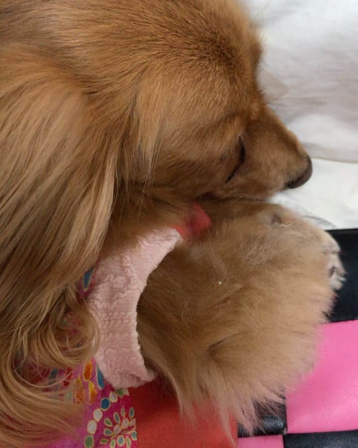 メルロコ一家の楽屋裏のインスタグラム