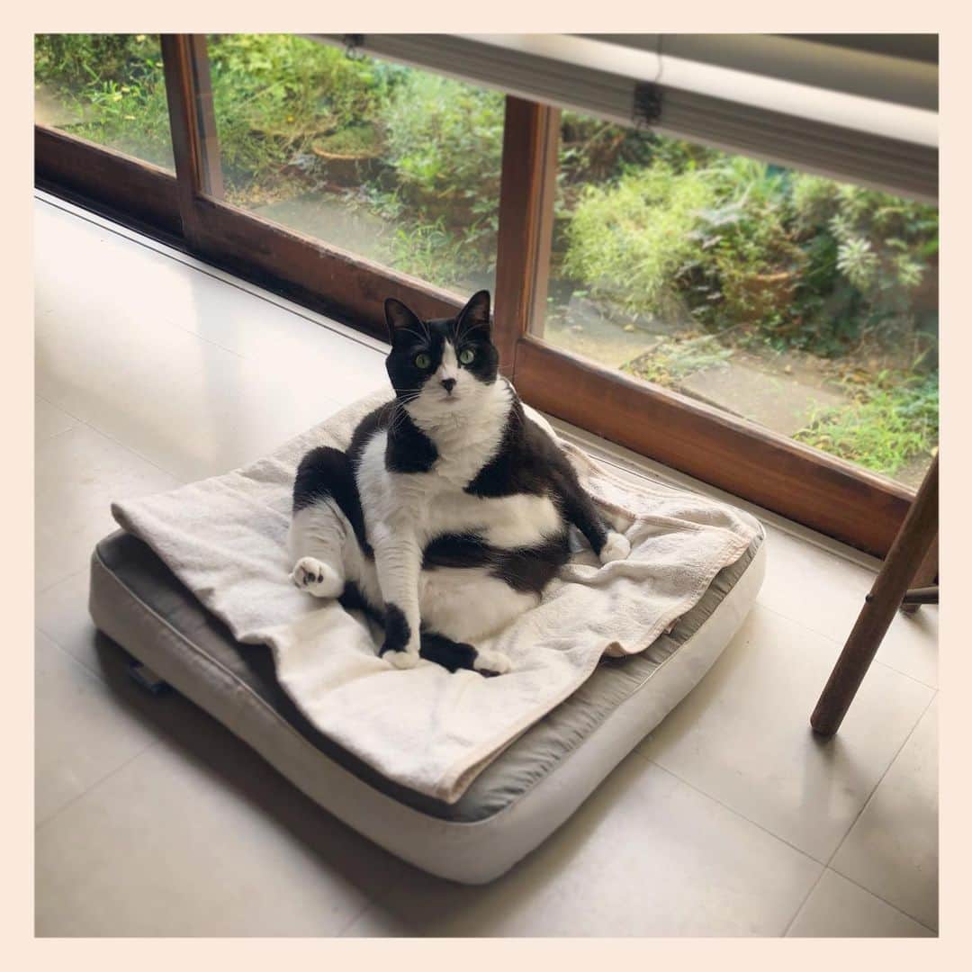 パンといっぴきのインスタグラム：「#元保護猫 #ハチワレ #白黒猫 #blackandwhitecat #tuxedocat」