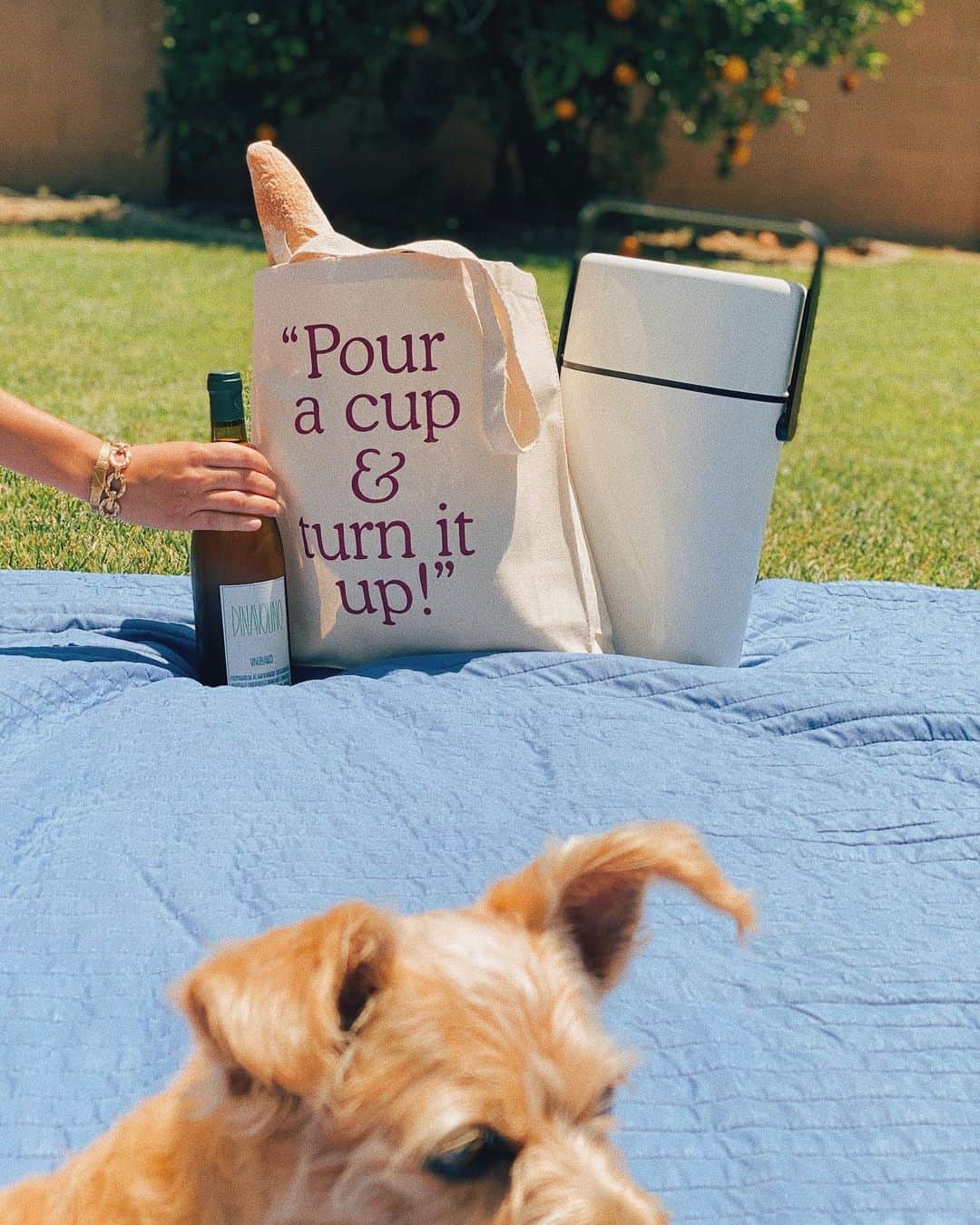 メイヤー・ホーソーンのインスタグラム：「Wine & Vinyl Hour - too sweet to be sour! See you sexy mfers tonight (clink in story) 🍷🎶」