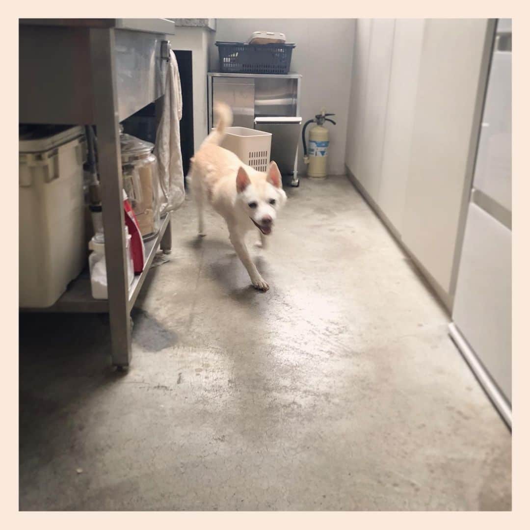 パンといっぴきのインスタグラム：「#元保護犬 #雑種犬 #crossbreed #mixdog #キップル14歳　#走る犬」