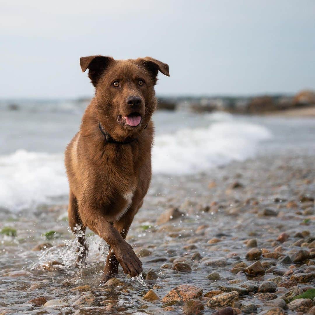 The Dogistさんのインスタグラム写真 - (The DogistInstagram)「Percy, Husky/Lab mix (2 y/o), The Knob, Falmouth, MA • “He won’t swim. He only goes up to his armpits.” A rescue via @student_rescue_project」7月31日 2時24分 - thedogist