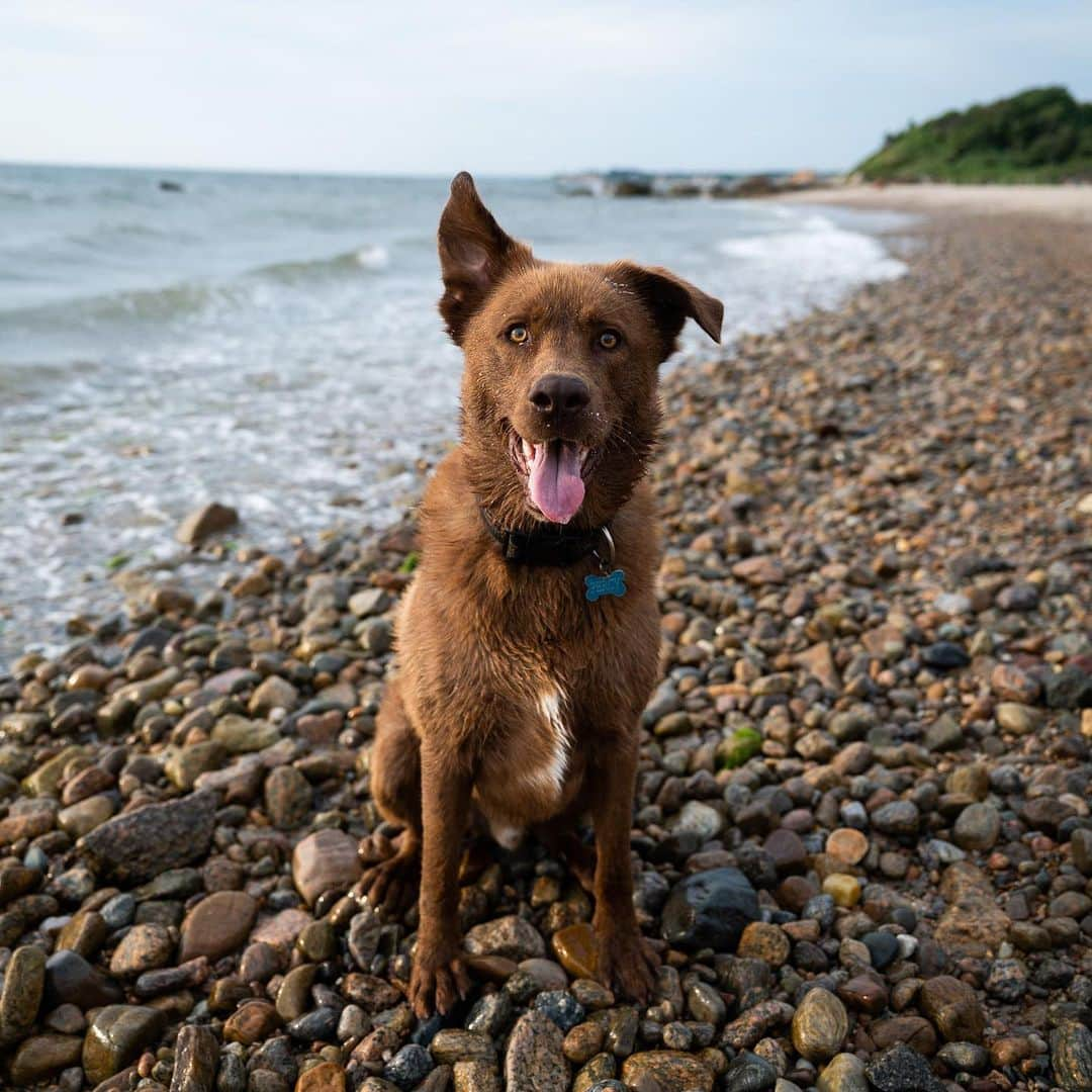 The Dogistさんのインスタグラム写真 - (The DogistInstagram)「Percy, Husky/Lab mix (2 y/o), The Knob, Falmouth, MA • “He won’t swim. He only goes up to his armpits.” A rescue via @student_rescue_project」7月31日 2時24分 - thedogist