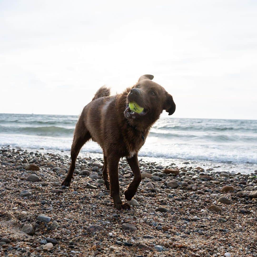 The Dogistさんのインスタグラム写真 - (The DogistInstagram)「Percy, Husky/Lab mix (2 y/o), The Knob, Falmouth, MA • “He won’t swim. He only goes up to his armpits.” A rescue via @student_rescue_project」7月31日 2時24分 - thedogist