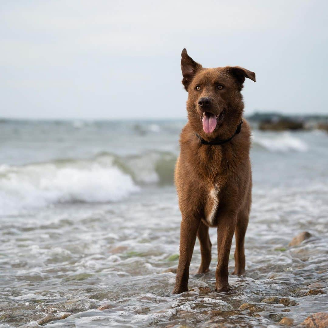 The Dogistさんのインスタグラム写真 - (The DogistInstagram)「Percy, Husky/Lab mix (2 y/o), The Knob, Falmouth, MA • “He won’t swim. He only goes up to his armpits.” A rescue via @student_rescue_project」7月31日 2時24分 - thedogist