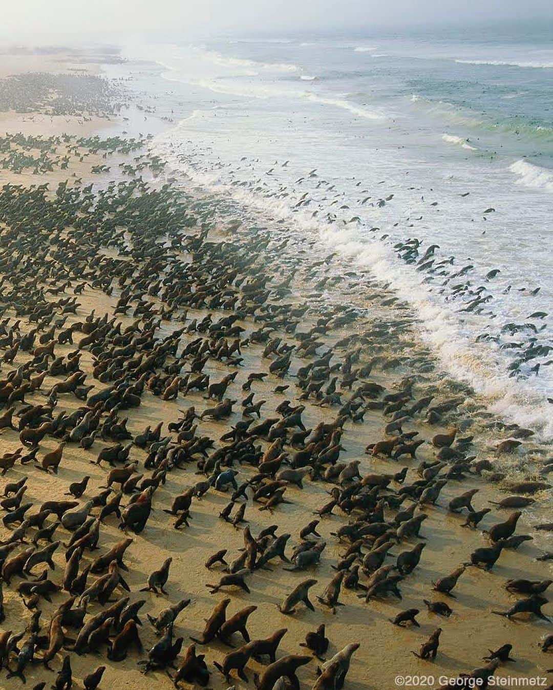 thephotosocietyさんのインスタグラム写真 - (thephotosocietyInstagram)「Photo by George Steinmetz @geosteinmetz  Cape fur seals warm themselves on the sands of Cape Fria, Namibia, after feasting on fish that thrive in the cold waters of the Benguela Current. The current flows north from Antarctica, causing an upwelling of nutrients that are the basis of the marine food chain. This is the northernmost breeding colony, with some thirty thousand seals, which are now threatened by warming surface waters. From my new book THE HUMAN PLANET: Earth at the Dawn of the Anthropocene, autographed copies available via link in IG profile @geosteinmetz. To explore more of our world from above, follow @geosteinmetz.」7月31日 3時48分 - thephotosociety