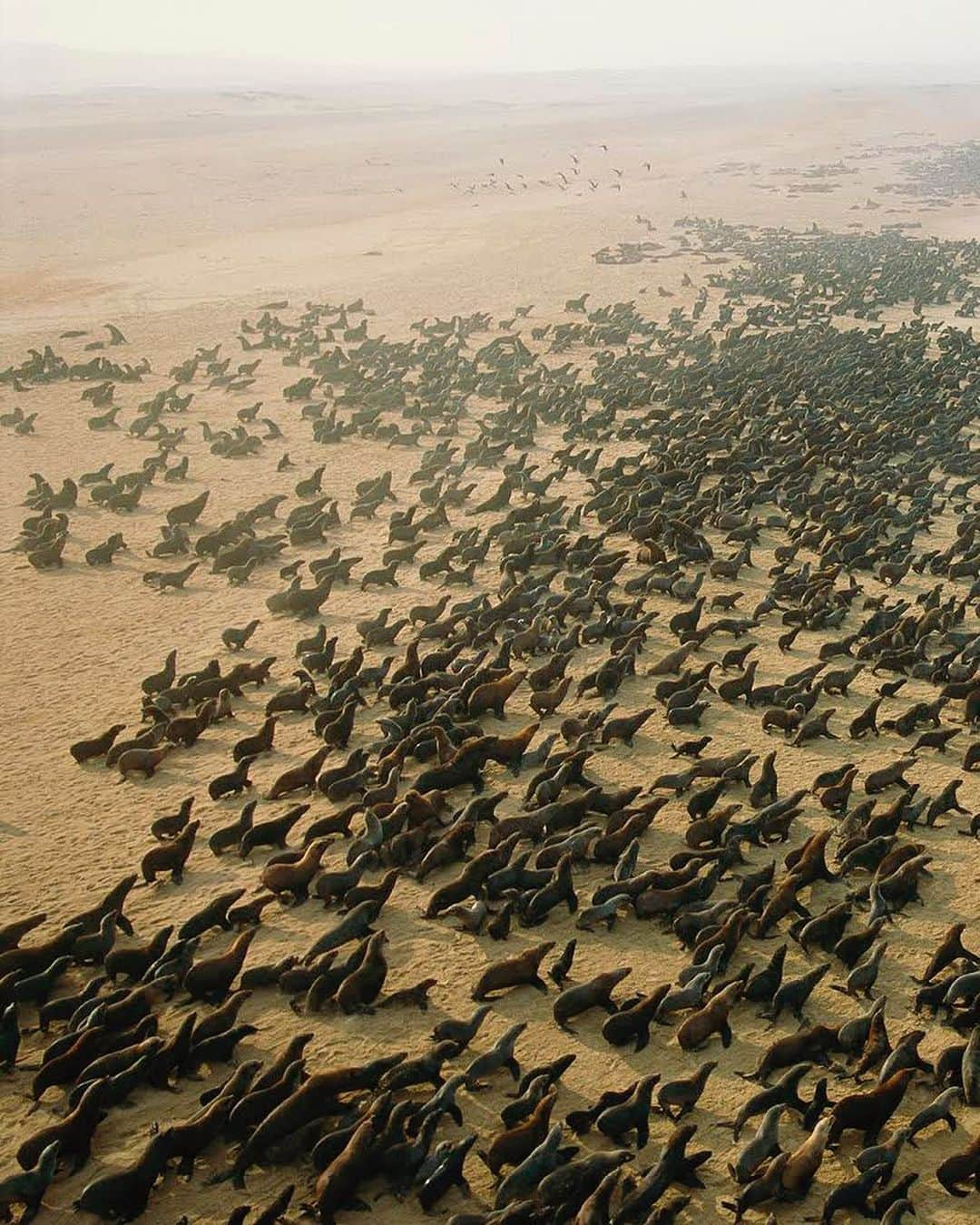 thephotosocietyさんのインスタグラム写真 - (thephotosocietyInstagram)「Photo by George Steinmetz @geosteinmetz  Cape fur seals warm themselves on the sands of Cape Fria, Namibia, after feasting on fish that thrive in the cold waters of the Benguela Current. The current flows north from Antarctica, causing an upwelling of nutrients that are the basis of the marine food chain. This is the northernmost breeding colony, with some thirty thousand seals, which are now threatened by warming surface waters. From my new book THE HUMAN PLANET: Earth at the Dawn of the Anthropocene, autographed copies available via link in IG profile @geosteinmetz. To explore more of our world from above, follow @geosteinmetz.」7月31日 3時48分 - thephotosociety