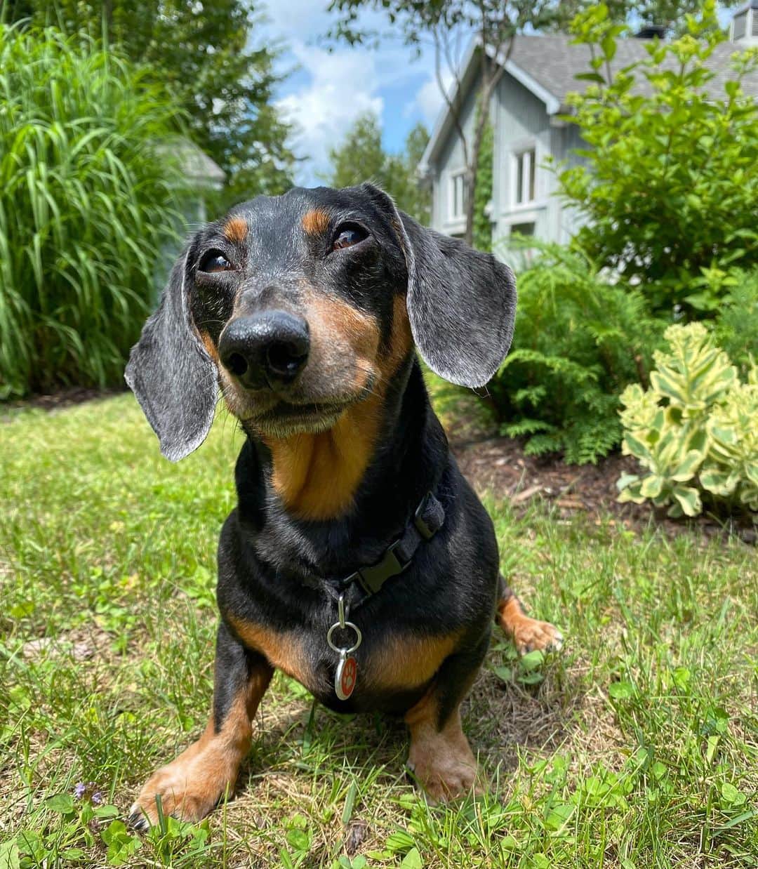 Crusoe the Celebrity Dachshundのインスタグラム：「“Oakley Dokily here! I’ve been sheltering at home the past few months but finally got the marbles to venture outside! Lovely spending some time at the cottage with Crusoe and Daphne for a while! Cheerio!” ~ Oakley」
