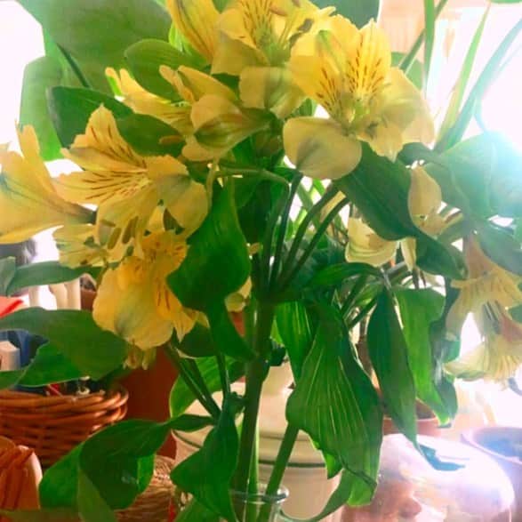 マナさんのインスタグラム写真 - (マナInstagram)「うつくしい🌷🌷beautiful🌷🌷 やっと夏がくる!!!!🌞💕  #chai #chaiband #neokawaii #neoかわいい　#インテリア #flower #beautiful」7月31日 14時23分 - chaimanakana3333