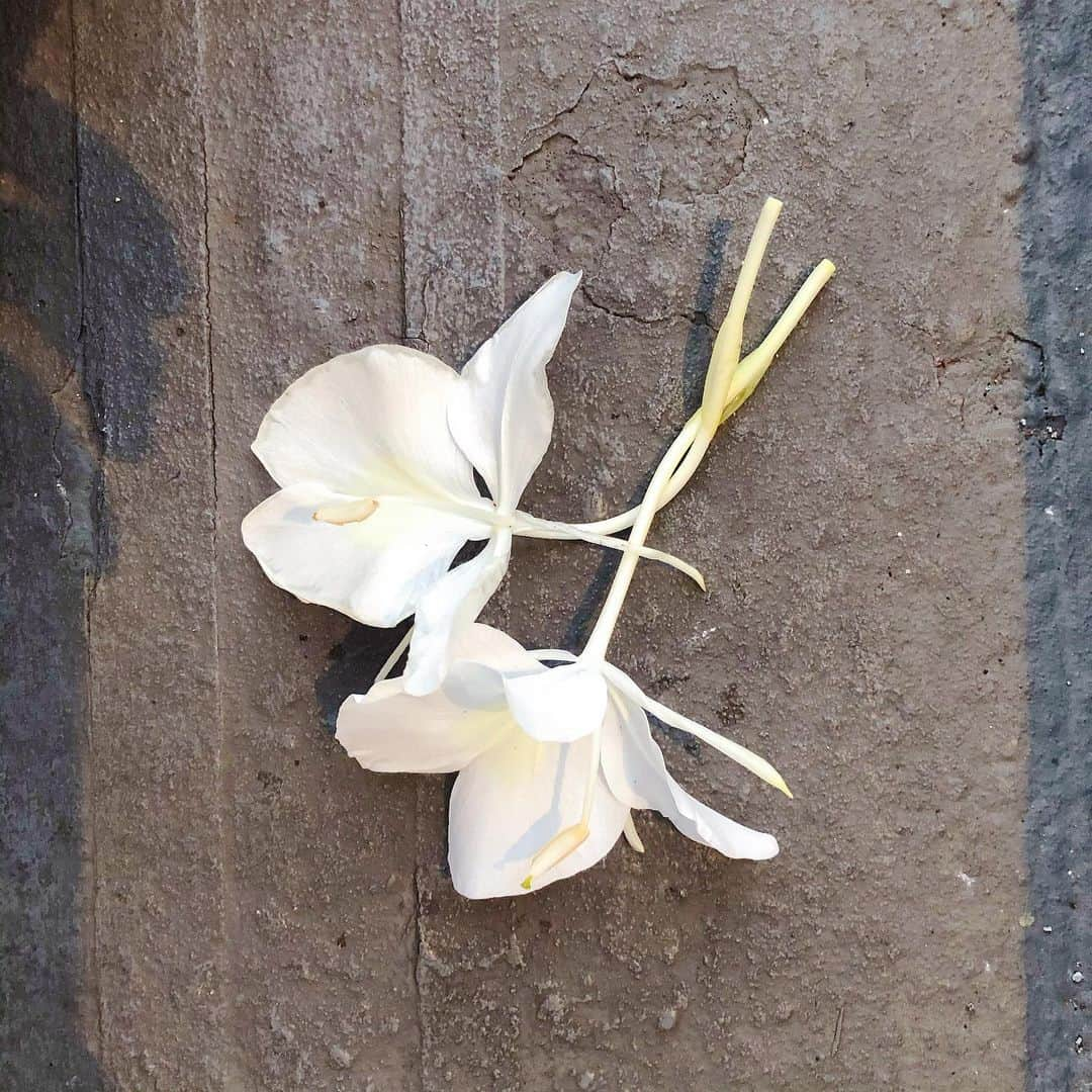 Honolulu Myohoji Missionさんのインスタグラム写真 - (Honolulu Myohoji MissionInstagram)「🕊 I was doing gardening today and found this pretty flower! Smells so good! 🌸  Gardening is one of the ways to use your five senses. Too hot to do so? No worries! You can do your gardening around evening time, and you will see beautiful sunset from your garden!  How do you spend your evening? 🤗  * * * * #ハワイ #ハワイ好きな人と繋がりたい  #ハワイだいすき #ハワイ好き #ハワイに恋して #ハワイ大好き #ハワイ生活 #ハワイ行きたい #ハワイ暮らし #オアフ島 #ホノルル妙法寺 #HawaiianAirlines #ハワイアン航空 #思い出　#honolulumyohoji #honolulumyohojimission #御朱印女子 #開運 #穴場 #パワースポット #hawaii #hawaiilife #hawaiian #luckywelivehawaii #hawaiiliving #hawaiistyle #hawaiivacation」7月31日 14時37分 - honolulumyohoji