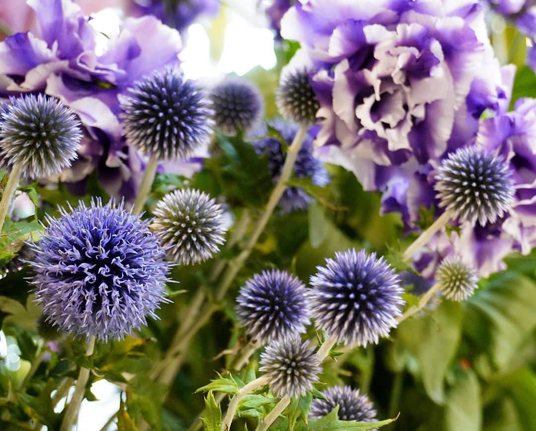 AOYAMA_HANAMOさんのインスタグラム写真 - (AOYAMA_HANAMOInstagram)「この時期生花店でよく見かける、ルリタマアザミをご存知でしょうか。 美しい青紫色のトゲトゲした球状の花が印象的な夏の花で、属名は「Echinops（エキノプス）」。エキノプスとは、ギリシャ語の「echinos（ハリネズミ）」と「ops（似ている）」を合わせた造語で、その特徴的な花姿が由来になっています。なるほど、花姿を見ると妙に納得してしまいますね。 - - - #aoyamahanamo #flowers #flowershop #florist #instaflower #flowergram #flowerstagram #flowerlovers #花 #花屋 #生花店 #フラワー #花のある暮らし #花のある生活 #青山花茂 #ルリタマアザミ #瑠璃玉薊 #夏の花 #エキノプス #echinops #summerflowers #flowerarrangement #フラワーギフト #flowergift」7月31日 15時18分 - aoyama_hanamo