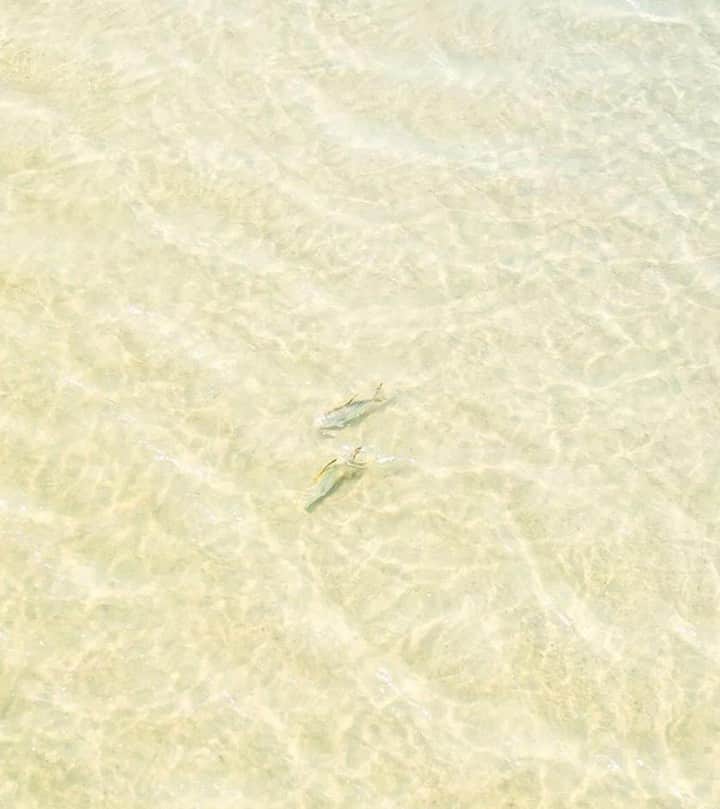Costa Sunglassesのインスタグラム：「Permit patrol. 📷: @aussieflyfisher #SeeWhatsOutThere #BornOnTheWater」