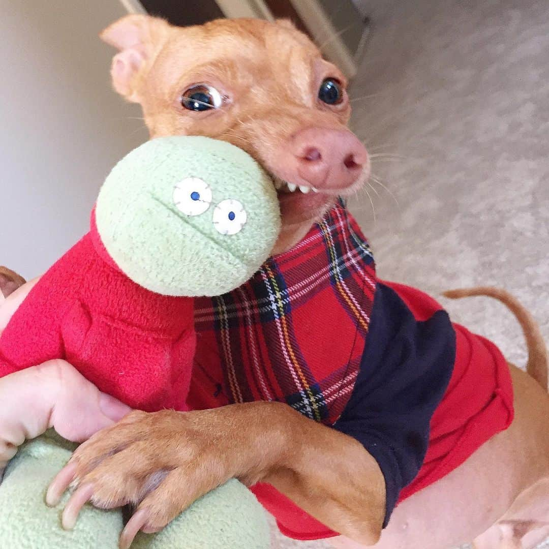 Tuna {breed:chiweenie} さんのインスタグラム写真 - (Tuna {breed:chiweenie} Instagram)「So good news....We invited all of the Colins to come to Tuna’s virtual birthday party’s tomorrow, and they all RSVP’d YES, except for the OG Colin. I think he’s still living somewhere in LA. 🤷‍♀️ Scroll over to see Tuna’s many Colins, including the OG Colin (last slide) in honour of #internationalfriendshipday」7月31日 6時47分 - tunameltsmyheart