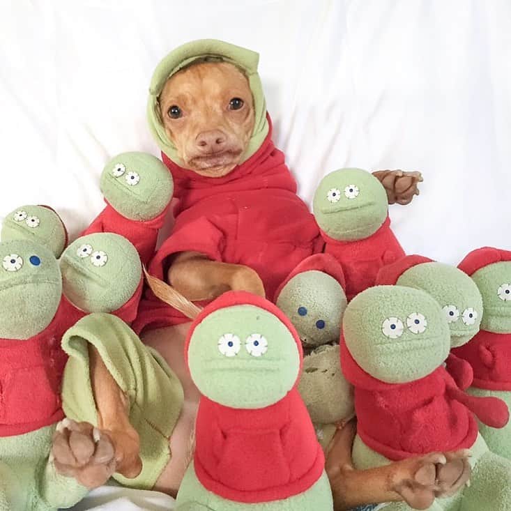 Tuna {breed:chiweenie} さんのインスタグラム写真 - (Tuna {breed:chiweenie} Instagram)「So good news....We invited all of the Colins to come to Tuna’s virtual birthday party’s tomorrow, and they all RSVP’d YES, except for the OG Colin. I think he’s still living somewhere in LA. 🤷‍♀️ Scroll over to see Tuna’s many Colins, including the OG Colin (last slide) in honour of #internationalfriendshipday」7月31日 6時47分 - tunameltsmyheart