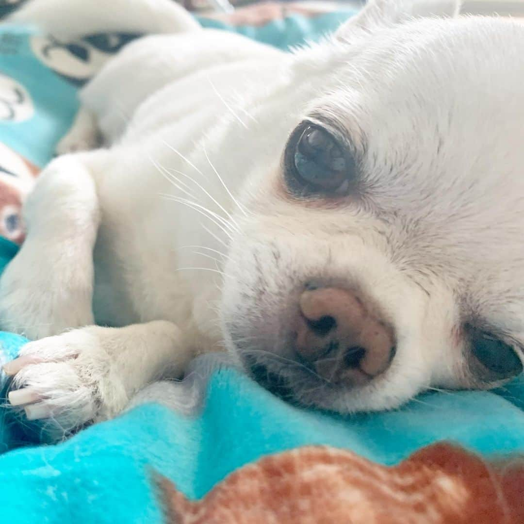 KORIKIさんのインスタグラム写真 - (KORIKIInstagram)「おはようございます♪ * #dogofsapporo #dog, #dogs, #dogstagram,#chihuahua,#犬バカ部,#チワワ,#koriki, #hanadog #白スムチ連合会, #スムチー,  #dogofthedayjp, #dogoftheday  #ilovemydog #instadog #instapet #WhiteChihuahua  #吉娃娃 #치와와  #dogsofinstagram #Chihuahualover  #ชิวาวา #チワワの輪 #barkbox #WhiteChihuahuaParty #もふもふモフモフ」7月31日 7時21分 - koriki_dog