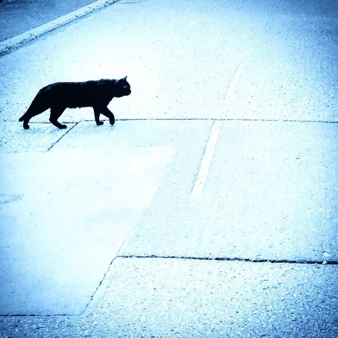 江田由紀浩のインスタグラム：「猫が過ぎてく。 #札幌市西区 #八軒 #散歩 #猫 #ねこ #ネコ」