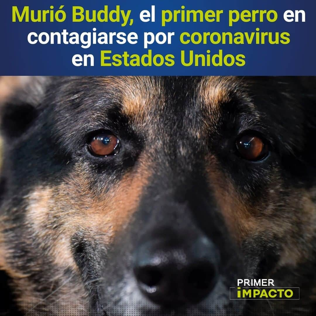 Primer Impactoさんのインスタグラム写真 - (Primer ImpactoInstagram)「Un #pastoralemán de 7 años llamado Buddy murió el pasado 11 de julio luego de tres meses de haber contraído el virus, reportó National Geographic.  Robert Mahoney, dueño de #Buddy y residente de #StatenIsland en #NuevaYork, había dado positivo antes, por lo que podría haber contagiado a su mascota.  Detalles de esta noticia en el link de nuestra biografía.  Foto: Archivo - Getty Images.  #PrimerImpacto.」7月31日 7時57分 - primerimpacto