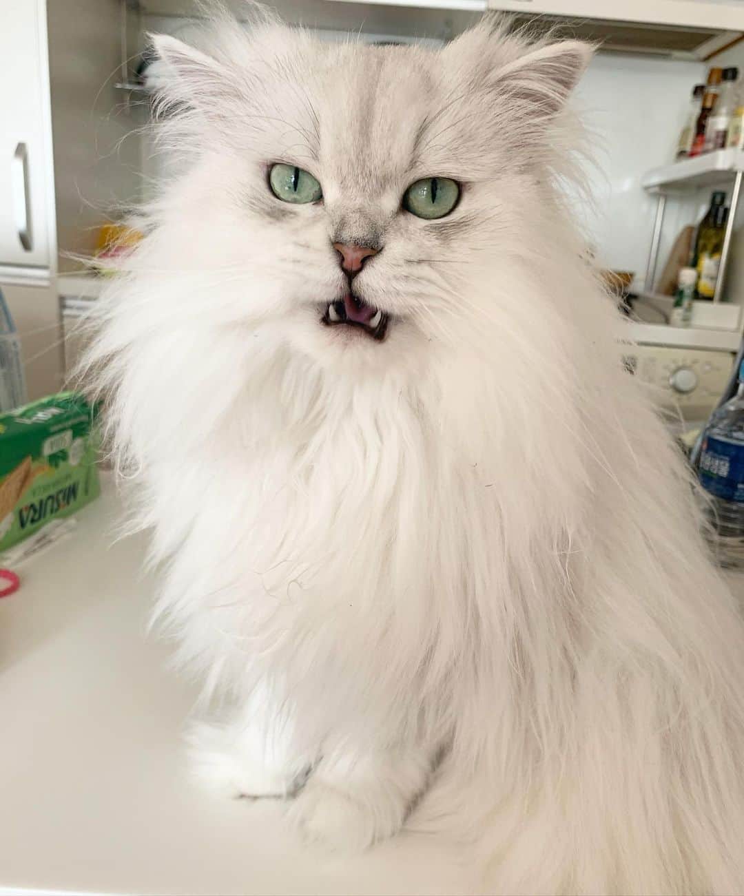 후추네큰언니のインスタグラム：「왜케 산발이야 ㅋㅋㅋㅋㅋㅋ  올만에 아침에 해떴다 😻  . . . . . #후추  #고양이  #냥스타그램 #캣스타그램  #Hoochu #Hoochuthecat #cat #cats #catstagram #catsofinstagram #topcatphoto #bestmeow #ilovecat #cute #fluffy #petstagram #instacats」