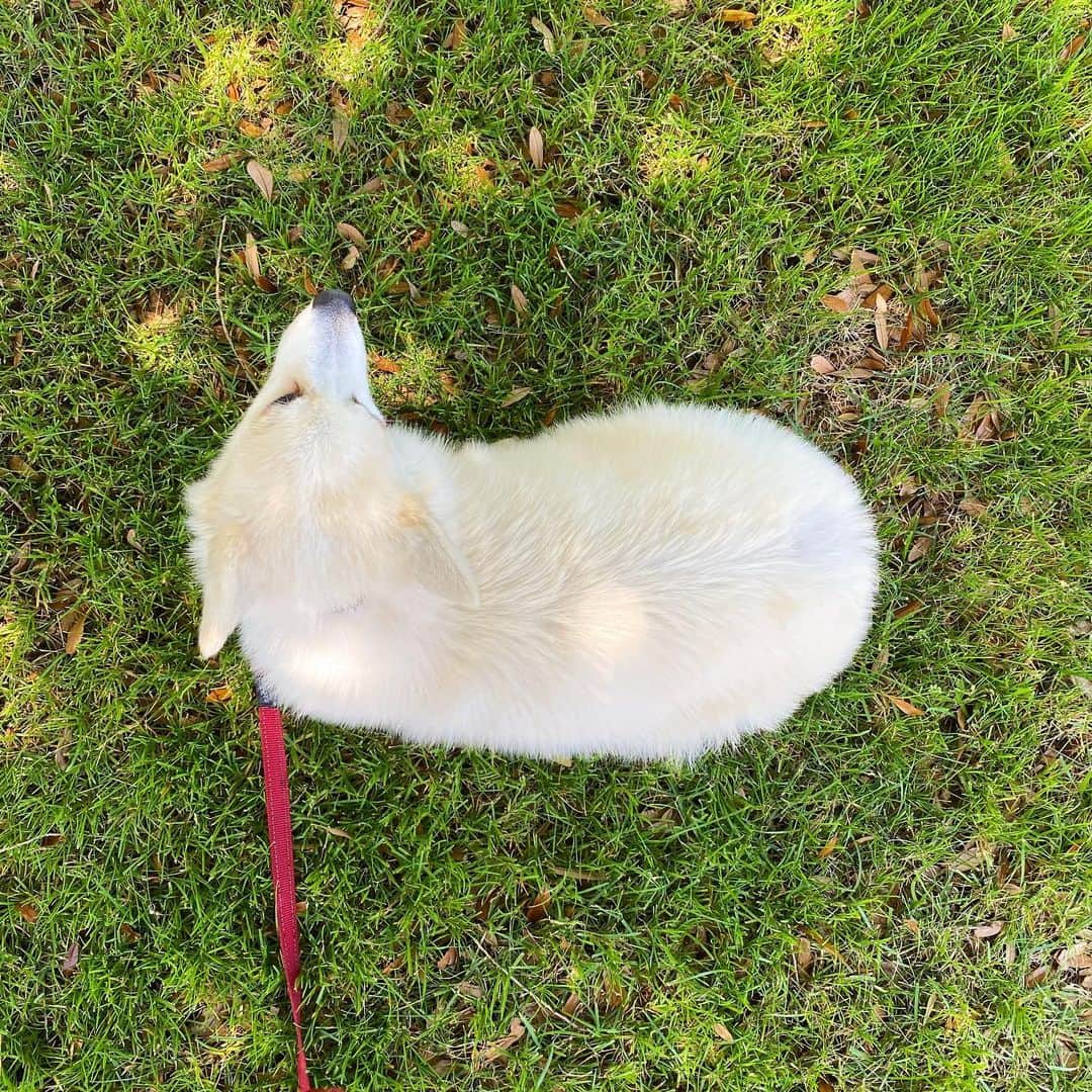 のインスタグラム：「🥐 in the wild」