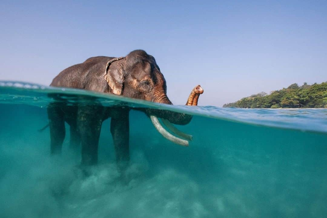 National Geographic Travelさんのインスタグラム写真 - (National Geographic TravelInstagram)「Photo by @jodymacdonaldphoto  If you like remote islands with mangrove forests, tropical jungles, white sand beaches, turquoise waters, great scuba diving, and a few elephants here and there, then the Andaman Islands should be added to your travel bucket list. Comprised of 572 islands (only 36 are inhabited), this archipelago is located 1,370 kilometers (850 miles) from the Indian mainland in the Bay of Bengal. If you manage to make the long journey here, you will be rewarded with friendly locals and one of Asia’s best diving and surfing destinations.  Follow me @jodymacdonaldphoto to see more photos from my travels around the world.」7月31日 9時04分 - natgeotravel