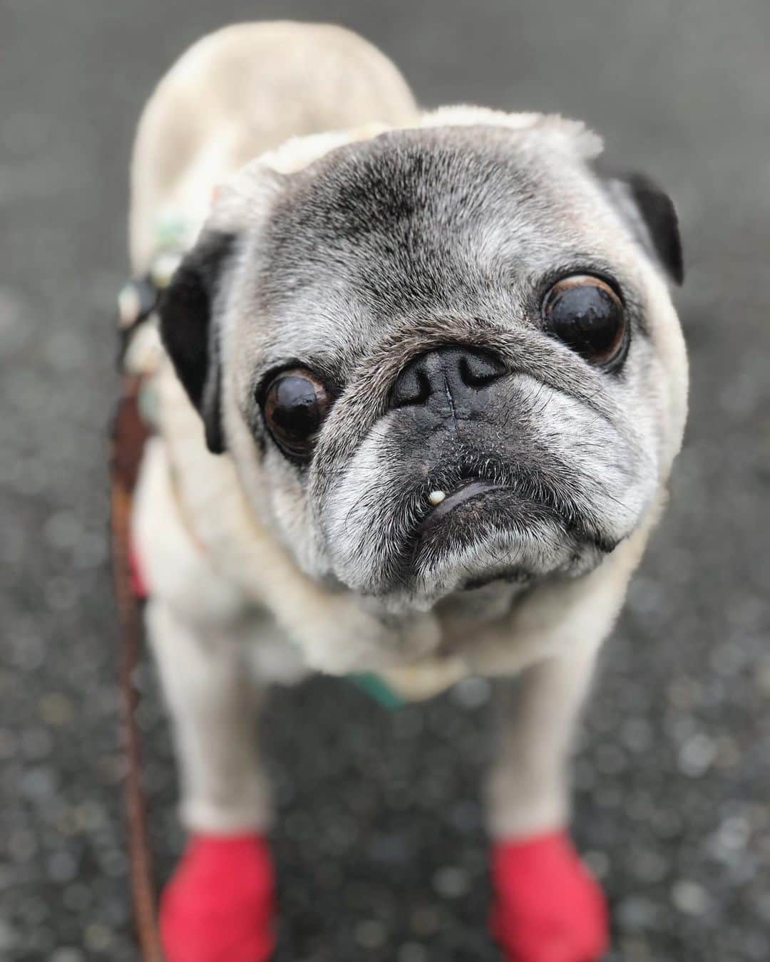八兵衛のインスタグラム：「Hachibei 🐶 * * おとついの。 * *  #ほぼ黒パグ #おじいちゃん犬 #pug #puggy #puglife #puglove #petstagram #pugstagram #pugsofinstagram #pugs #dog #ふわもこ部  @igersjp #IGersJP #east_dog_japan #pecoイヌ部 #八兵衛 #はちべえ #朝ワンコ夕ニャンコ」