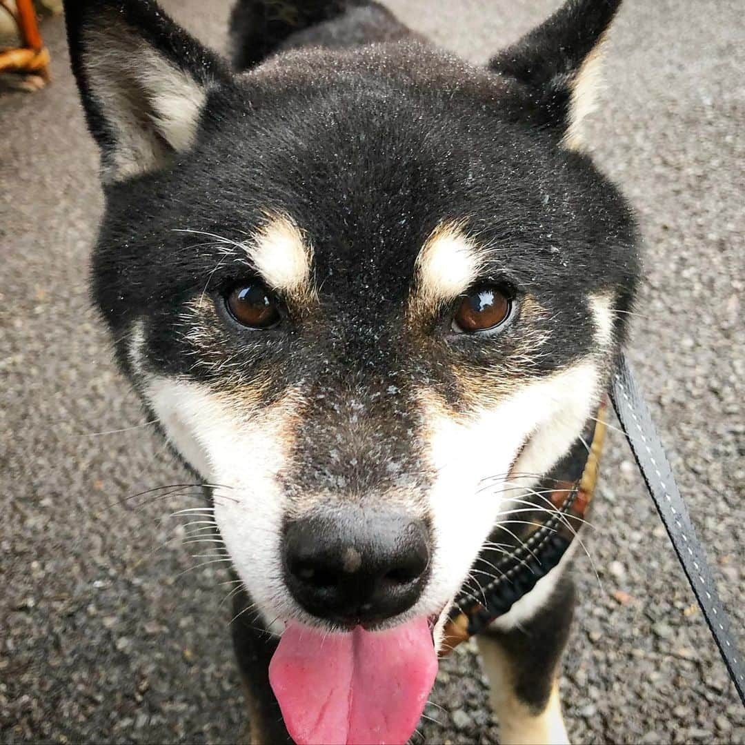 小川博永さんのインスタグラム写真 - (小川博永Instagram)「今朝は4時半過ぎにキュンキュン鳴き始めたししまるさん。7月は雨ばっかりでした。  #濡れまる  #今朝まる #ししまる #dog #dogs #柴犬 #黒柴」7月31日 9時18分 - ogawahironaga