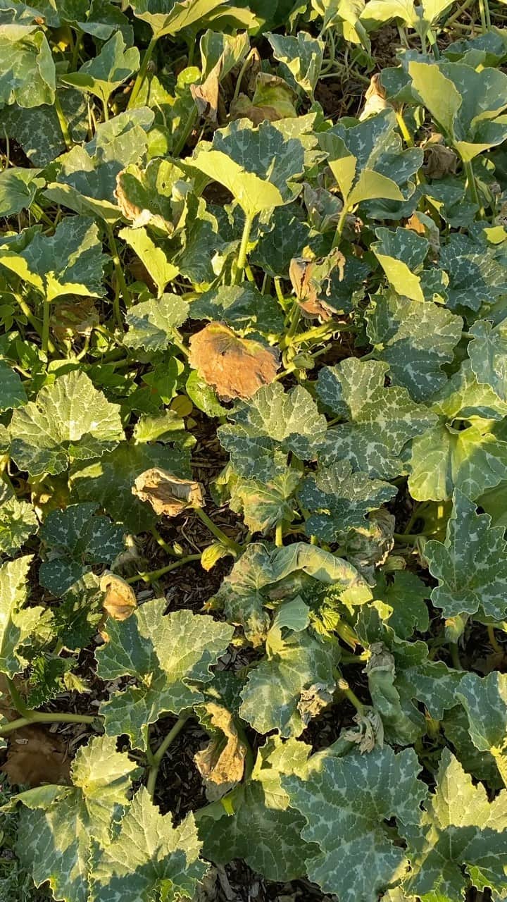 ケリスのインスタグラム：「Squash and pumpkins !!!!! Next weeks box will have bounty farms squash and pumpkins .」