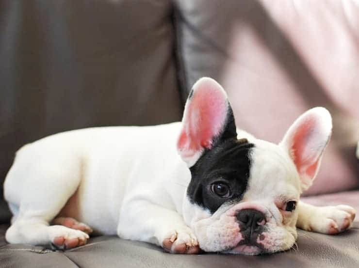 Manny The Frenchieのインスタグラム：「Ruff life being such a cute pup!  #tbt」