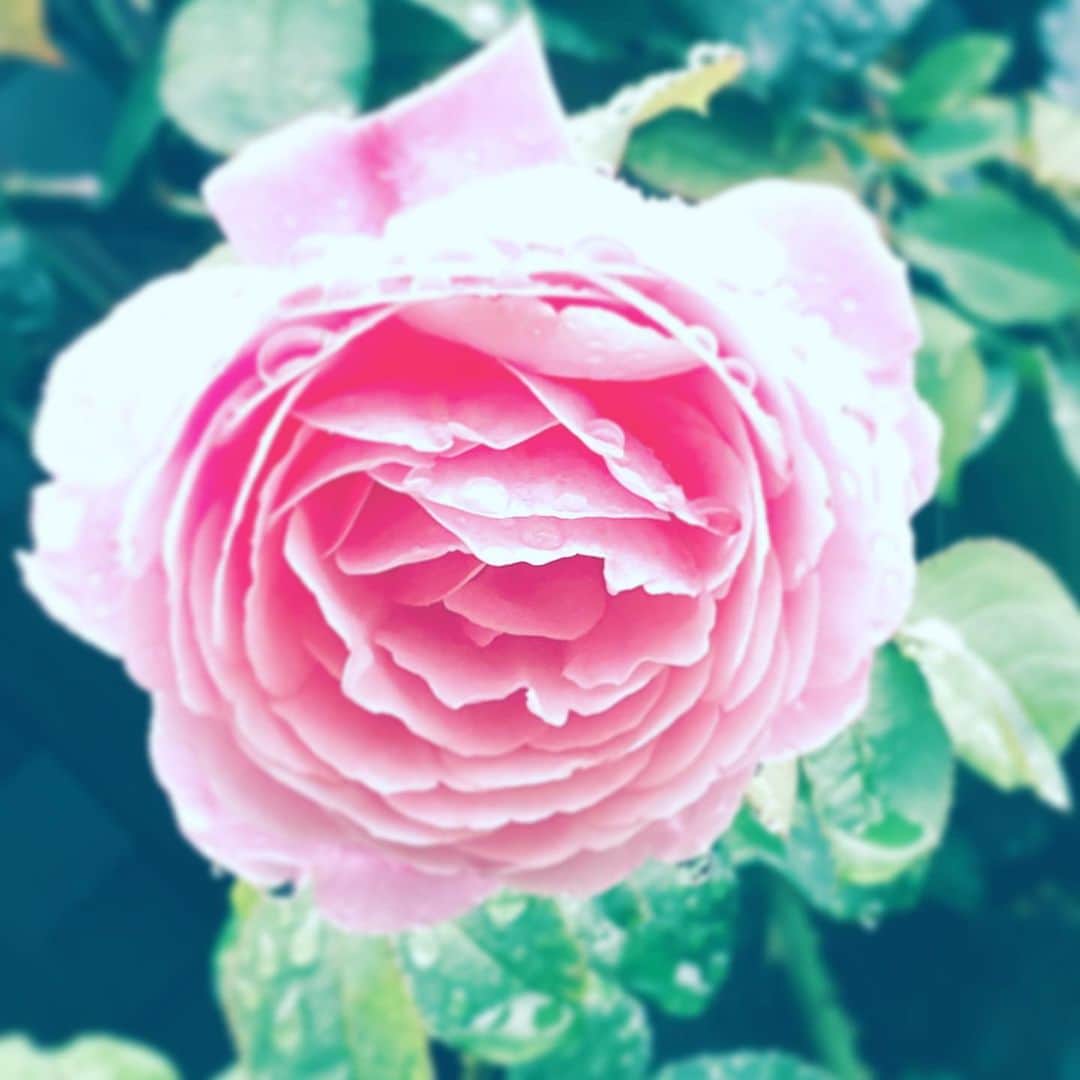 中野敬久さんのインスタグラム写真 - (中野敬久Instagram)「#flower #flowersoflife #pink #layer #hope #wet」7月31日 9時52分 - hirohisanakano