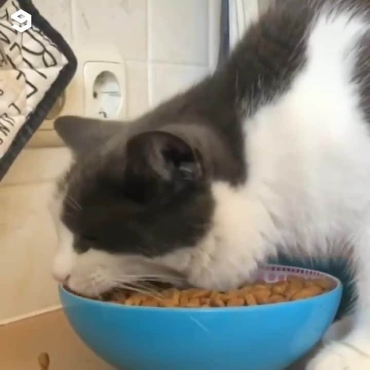 のインスタグラム：「[🔊]When my furriend says you can only have one bite⠀ ⠀ #meowed #BSH #Britishshorthair #alwayshungry #foodislife #iwantmore #soundon #volumeup #🔊」