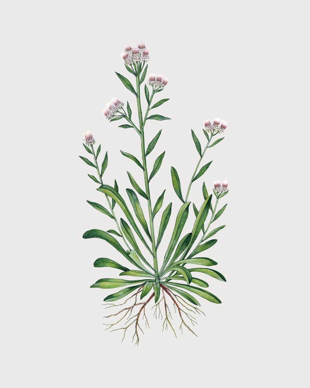 botanist officialのグルメインスタ