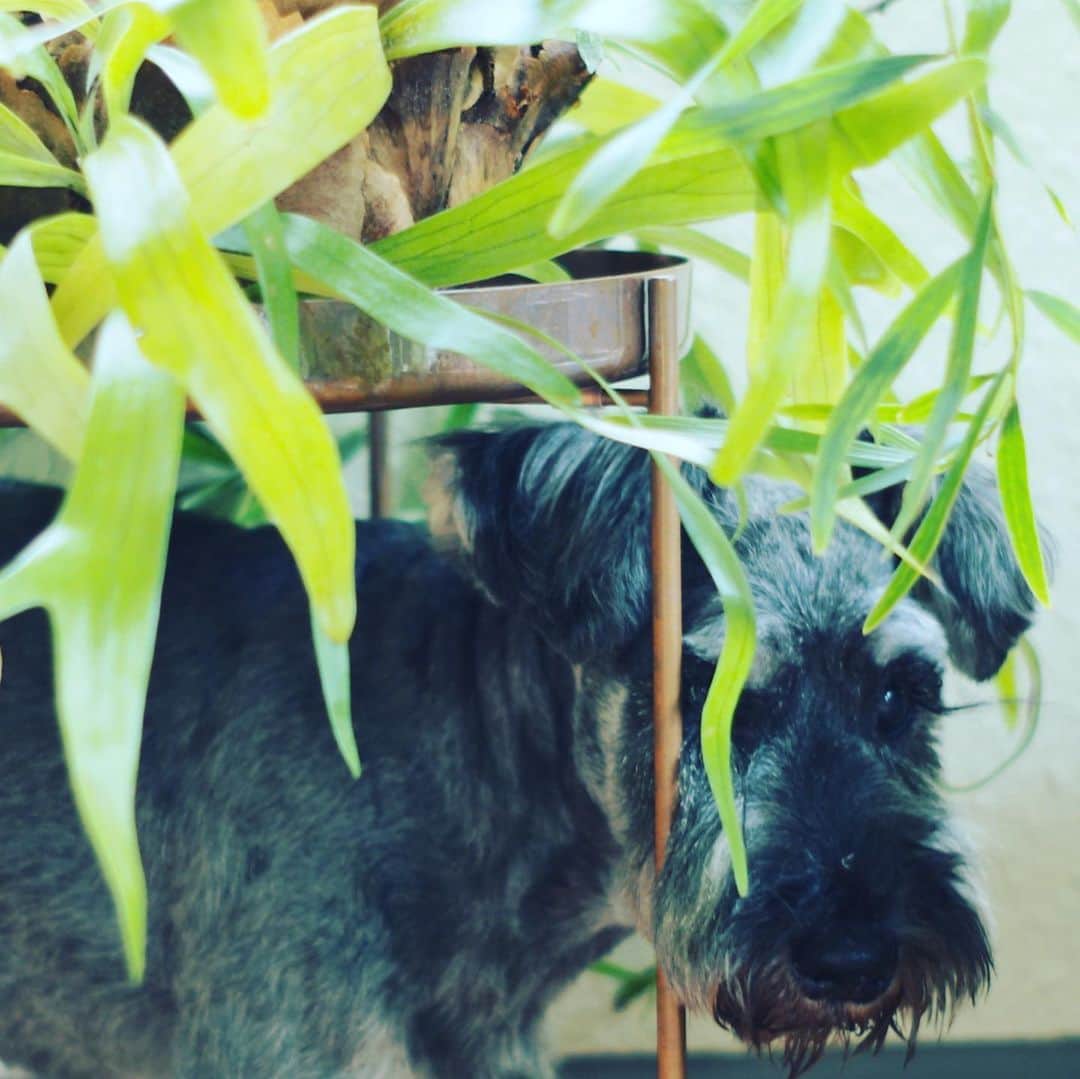 谷川じゅんじさんのインスタグラム写真 - (谷川じゅんじInstagram)「botanic life. ラピュタかお前は。#mutsulann #mutsulannsora #goodvibesonly #goodneighbors #tokyolife #thisistokyo #thisisjapan」7月31日 10時10分 - junjitanigawa