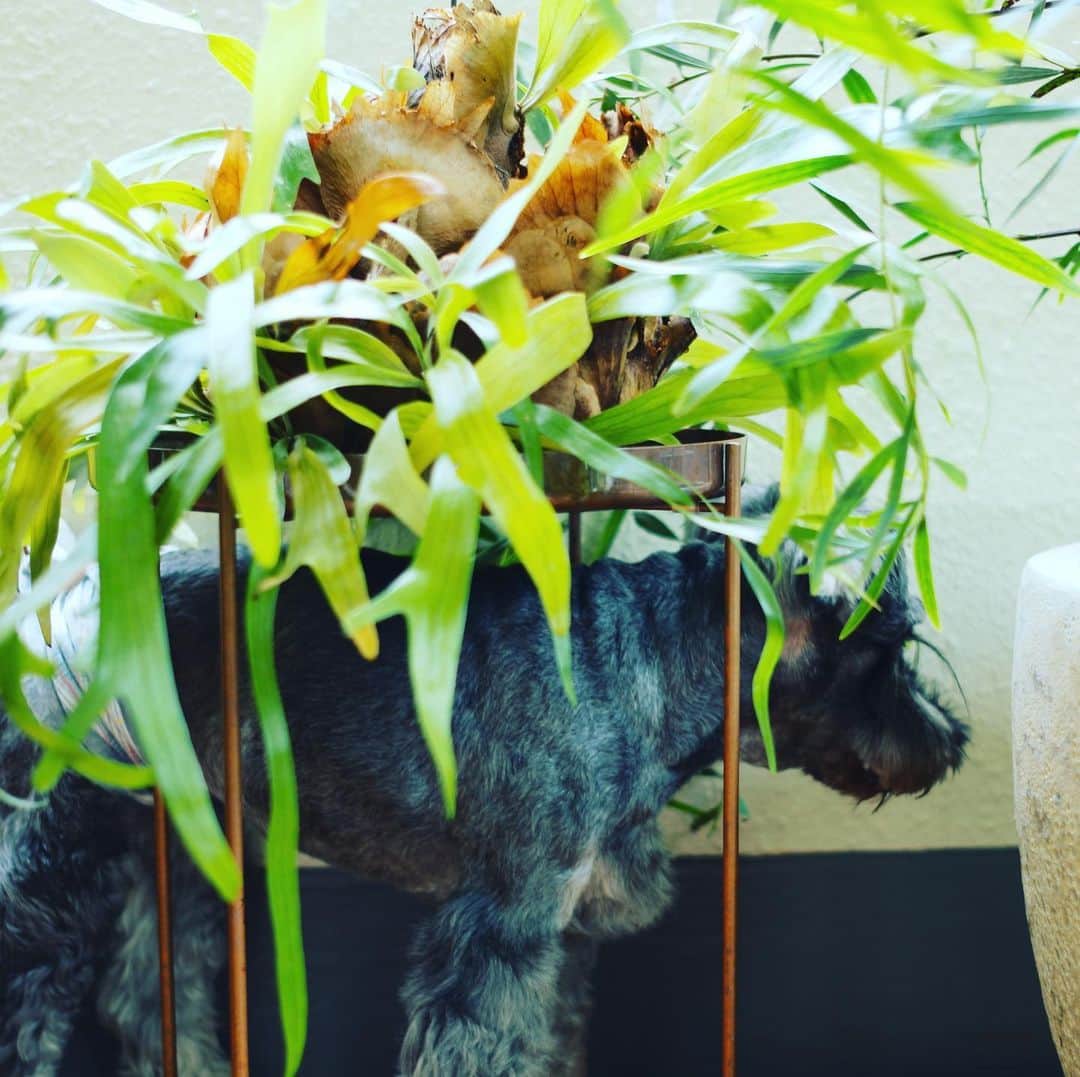 谷川じゅんじさんのインスタグラム写真 - (谷川じゅんじInstagram)「botanic life. ラピュタかお前は。#mutsulann #mutsulannsora #goodvibesonly #goodneighbors #tokyolife #thisistokyo #thisisjapan」7月31日 10時10分 - junjitanigawa