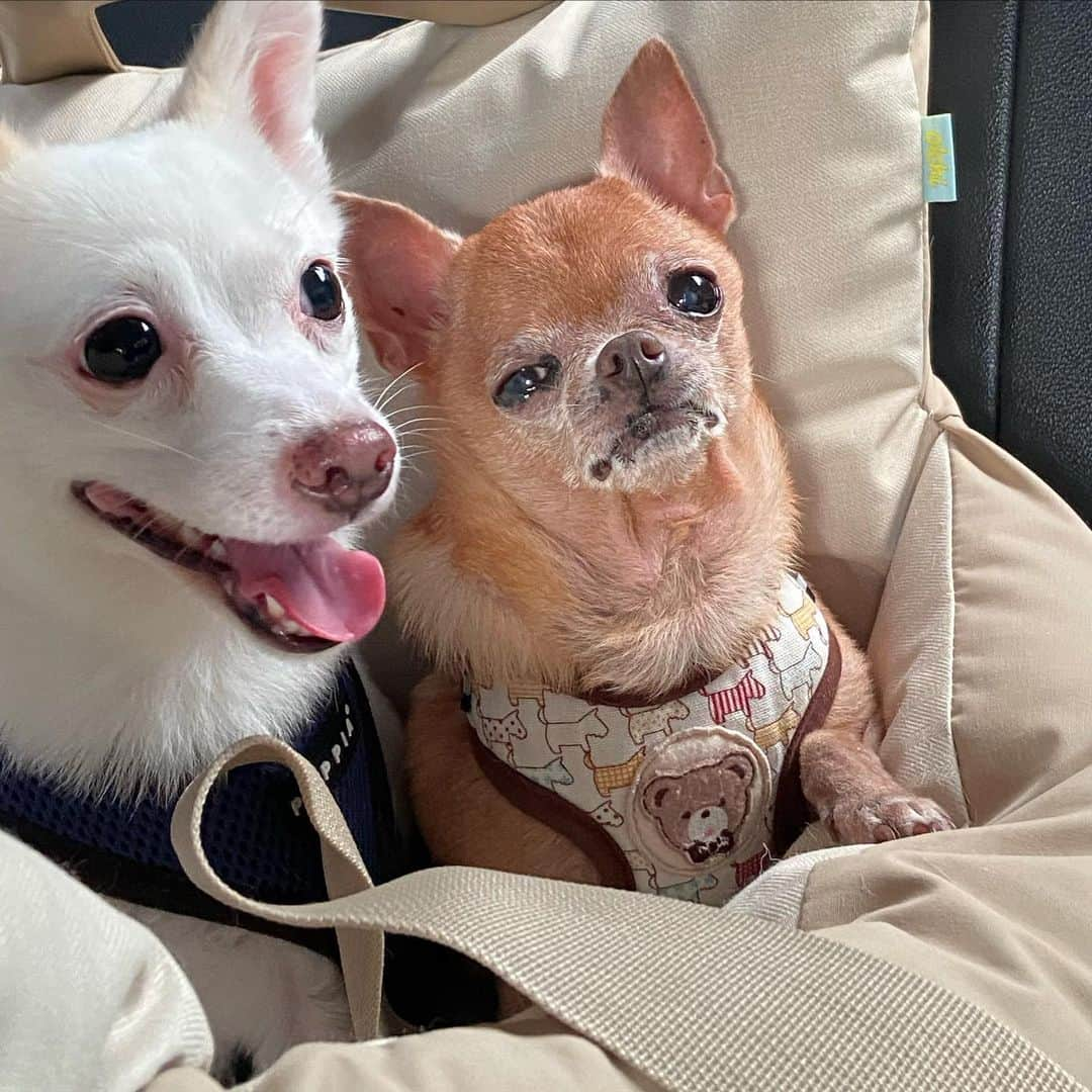 奥菜恵のインスタグラム：「부산으로 가자! 🚘🌊🐶#dogsinthecar  #headingtobusan #dogstagram #개스타그램🐶 #주인은힘들다개😂#개아련🐶 #개신남🐶❤️🎶」