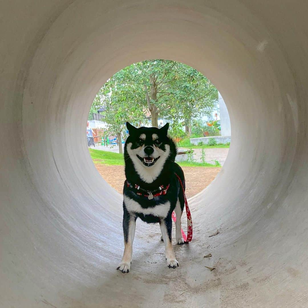 vo_coのインスタグラム：「🐶 タイムトンネル感 「あたし、22世紀の未来からやってきた柴型ロボットのコタえもん！未来のこと、何か聞きたいことある？」 * #shibastagram #instashiba #shiba #shibainu #黒柴 #柴犬」