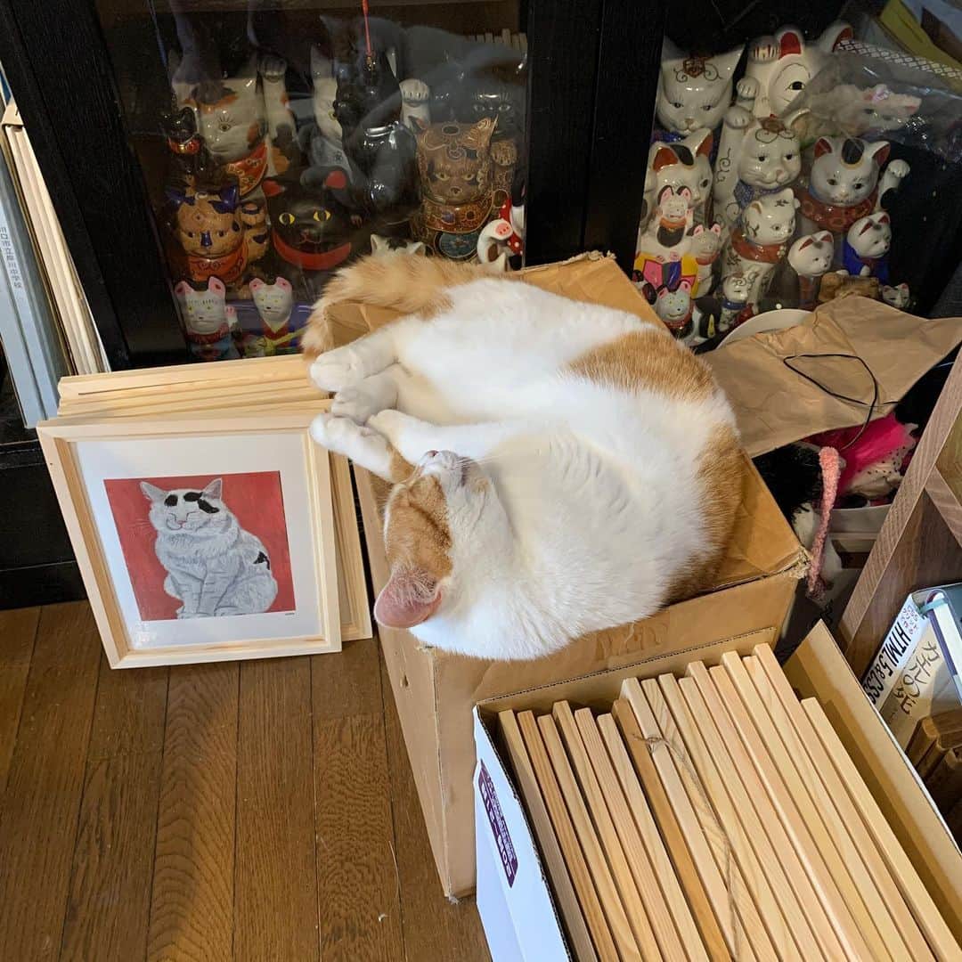Kachimo Yoshimatsuさんのインスタグラム写真 - (Kachimo YoshimatsuInstagram)「皆さんが描いてくれた絵の額が入ってる箱の上で寝るのが好きなおいなりちゃん。 #うちの猫ら #nanakuro #ナナクロ #oinari #猫 #ねこ #cat #ネコ #catstagram #ネコ部 http://kachimo.exblog.jp」7月31日 11時00分 - kachimo