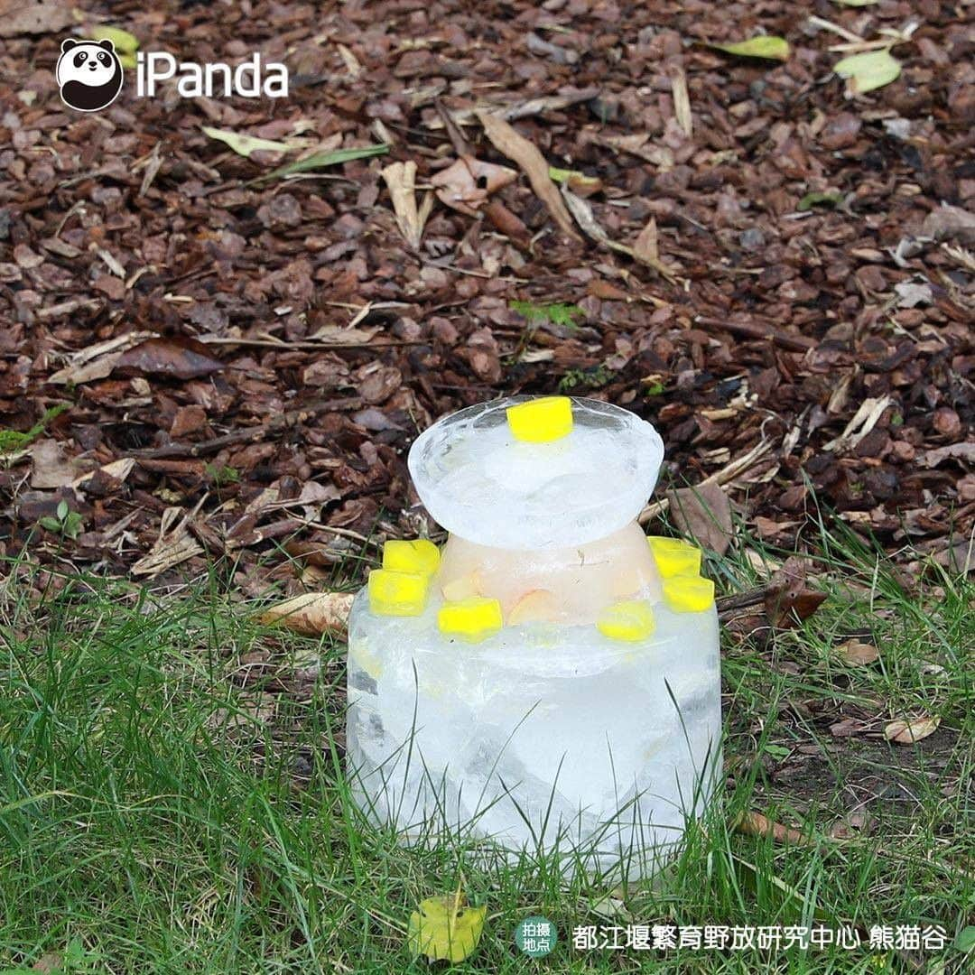 iPandaさんのインスタグラム写真 - (iPandaInstagram)「"Coal mine CEO" Oreo enjoyed a pretty ice cake at his 8th birthday party held on July 28. What was his birthday wish? Let’s hope his coal mine business always prospers! 🐼 🐾 🐼 #Panda #iPanda #Cute #PandaNews #PandaPic」7月31日 11時17分 - ipandachannel